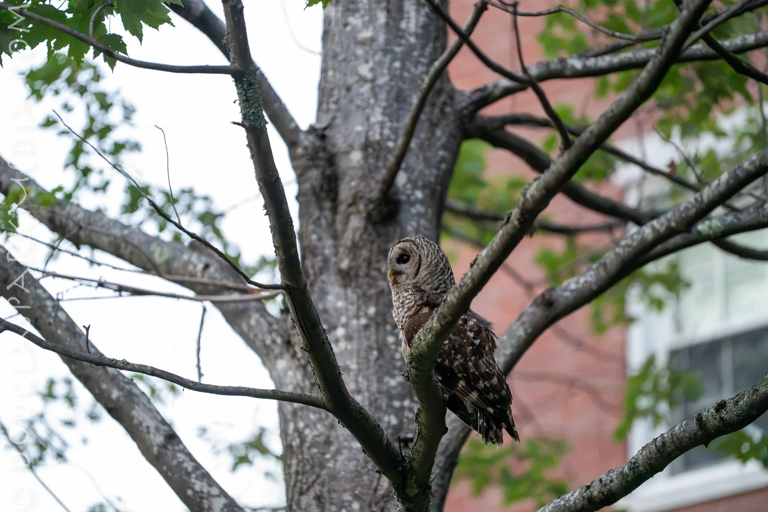 barred owl-2.jpg