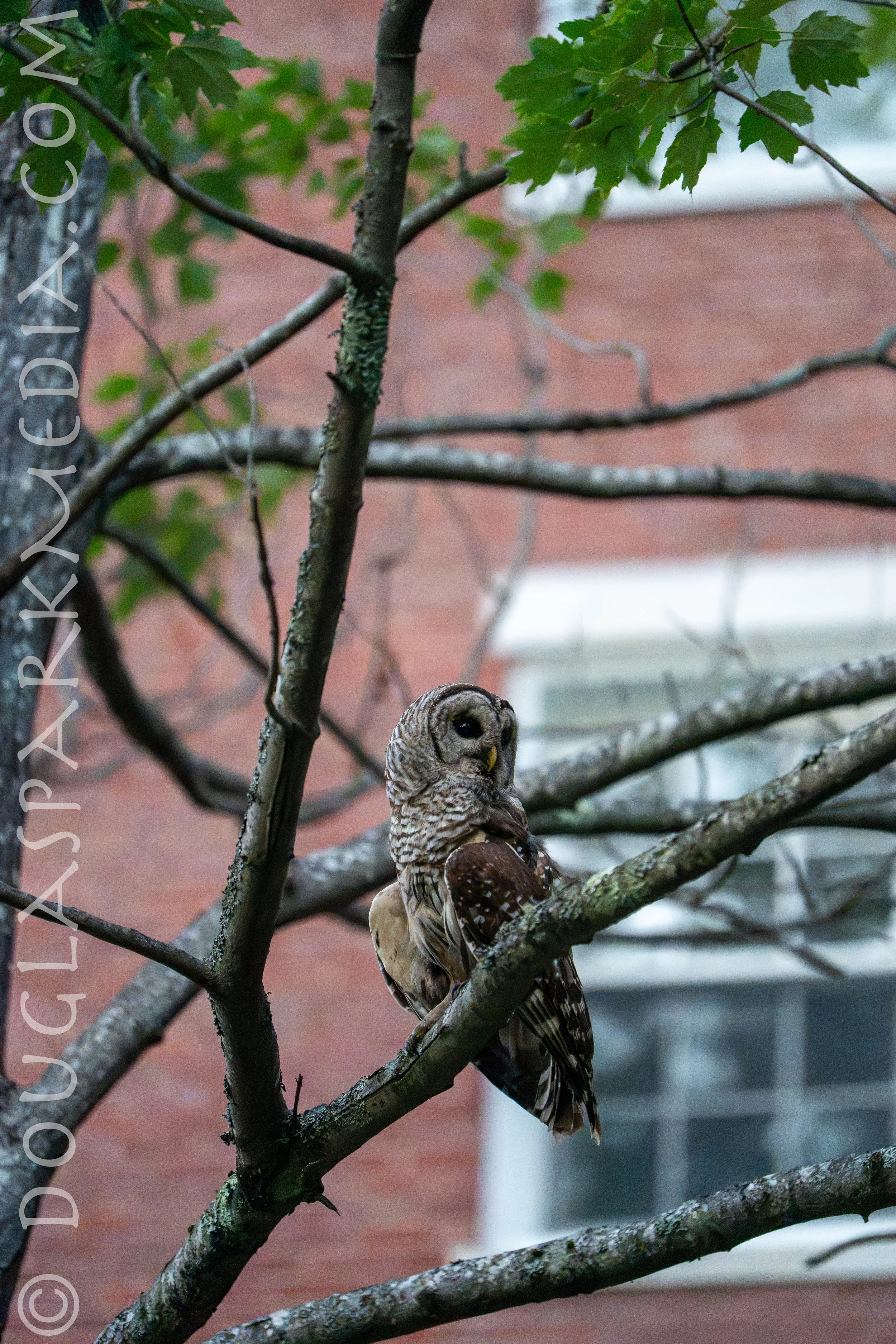 barred owl-3.jpg