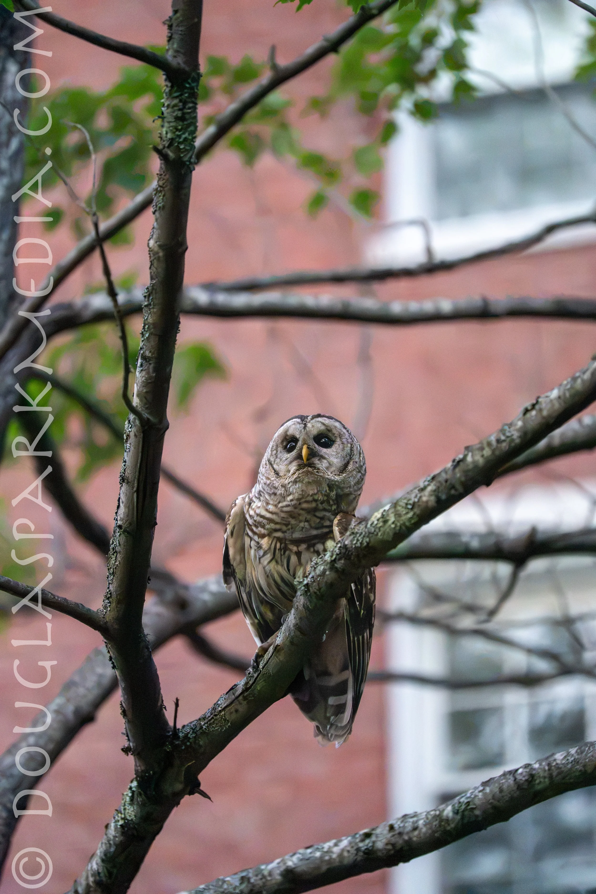 barred owl-4.jpg