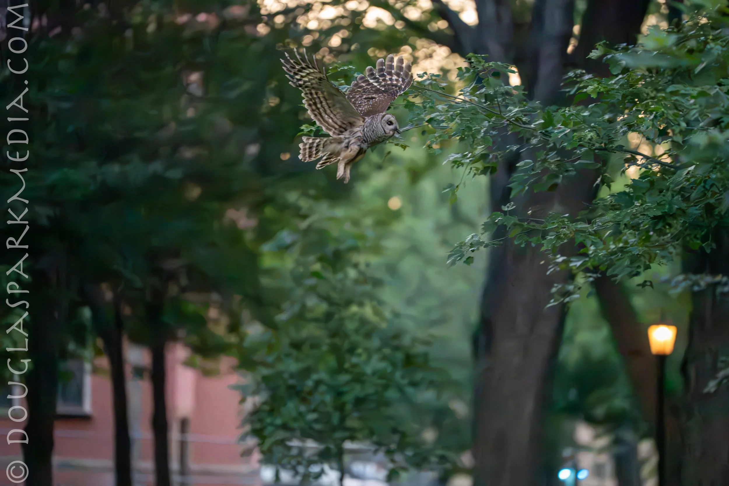 barred owl-9.jpg