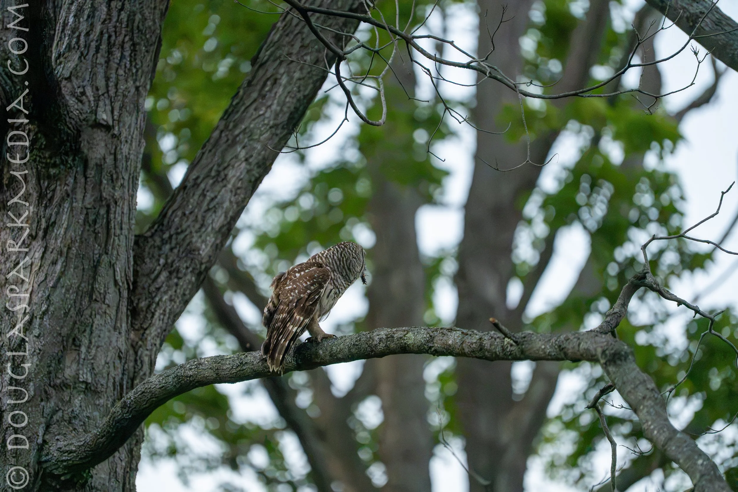 barred owl-11.jpg