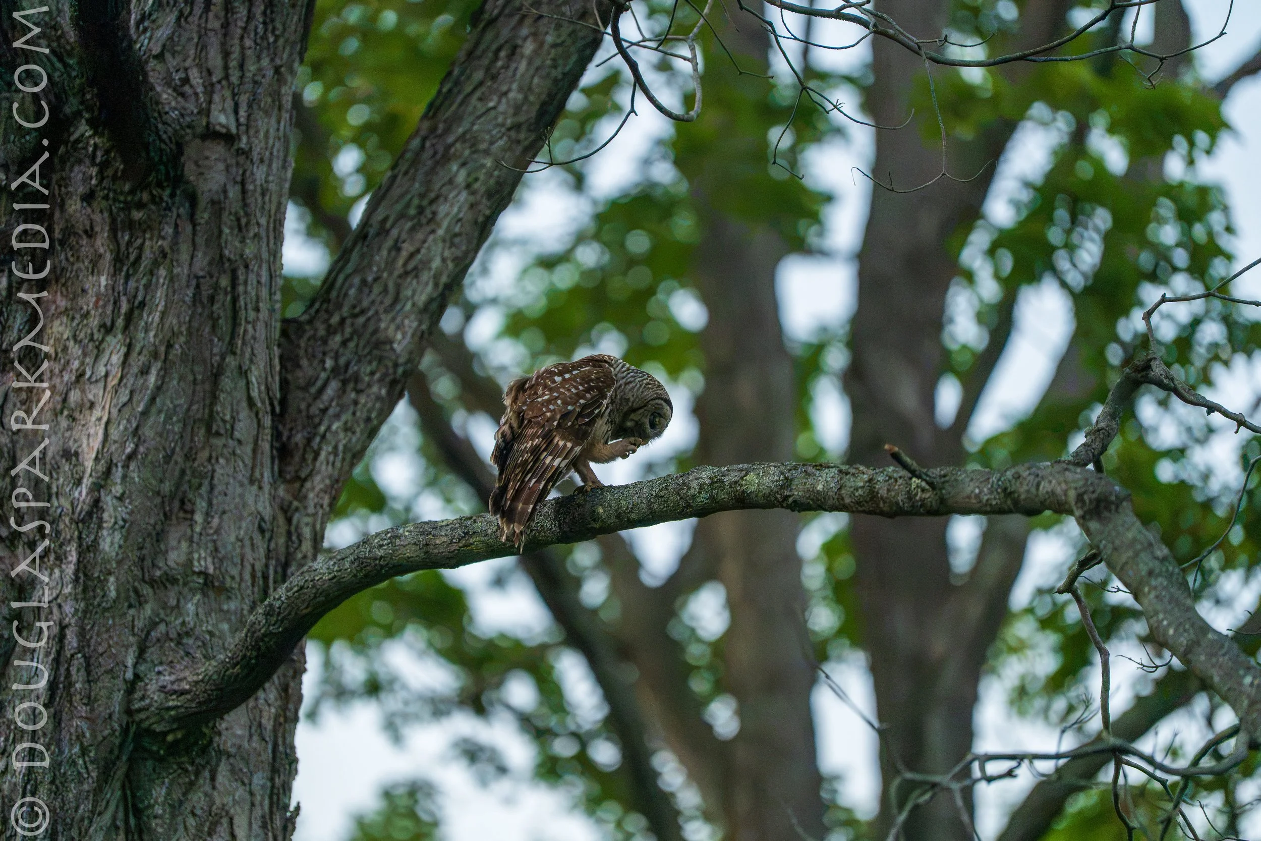 barred owl-13.jpg