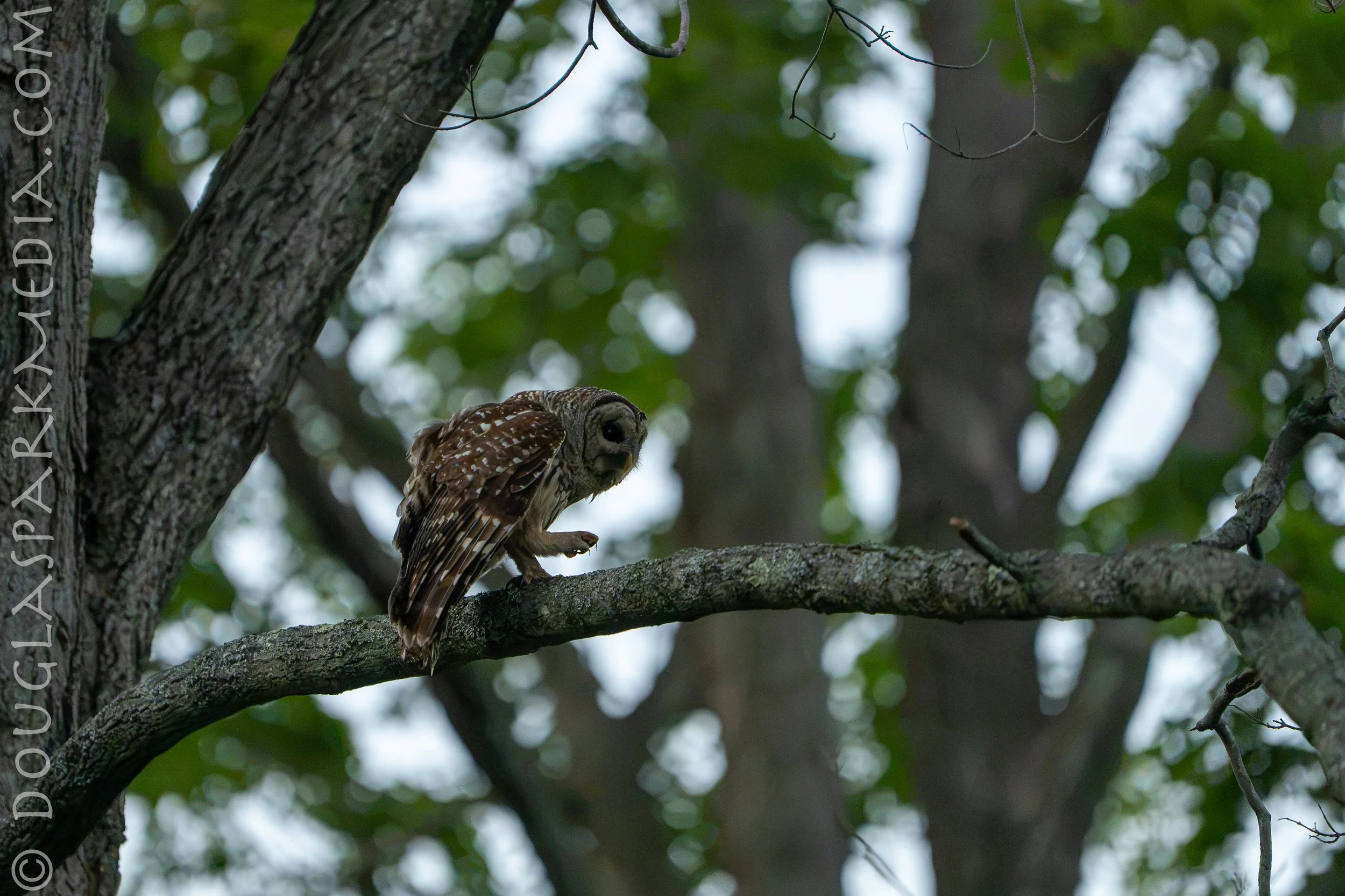 barred owl-14.jpg