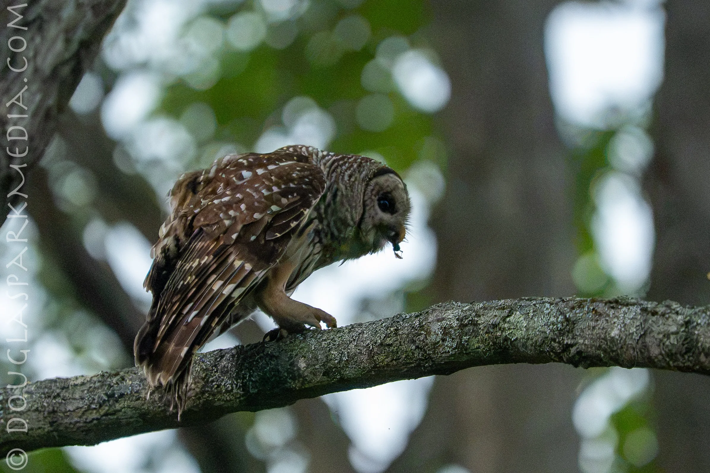barred owl-16.jpg