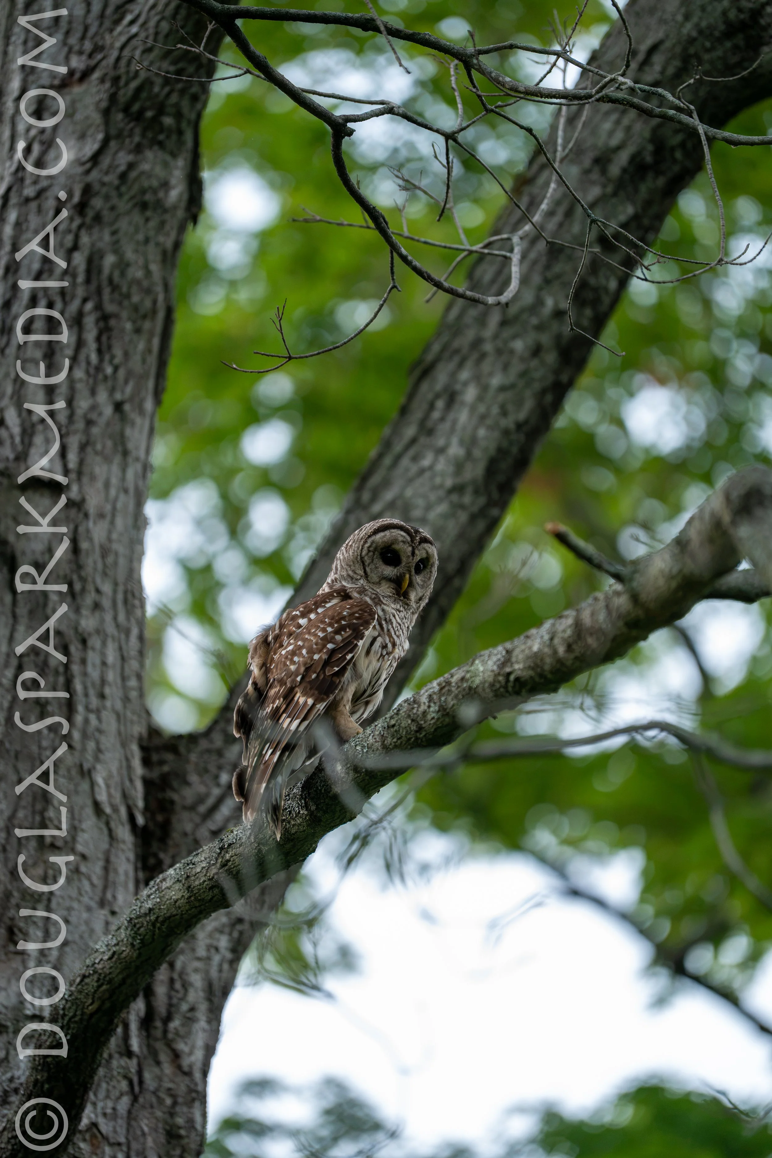 barred owl-18.jpg