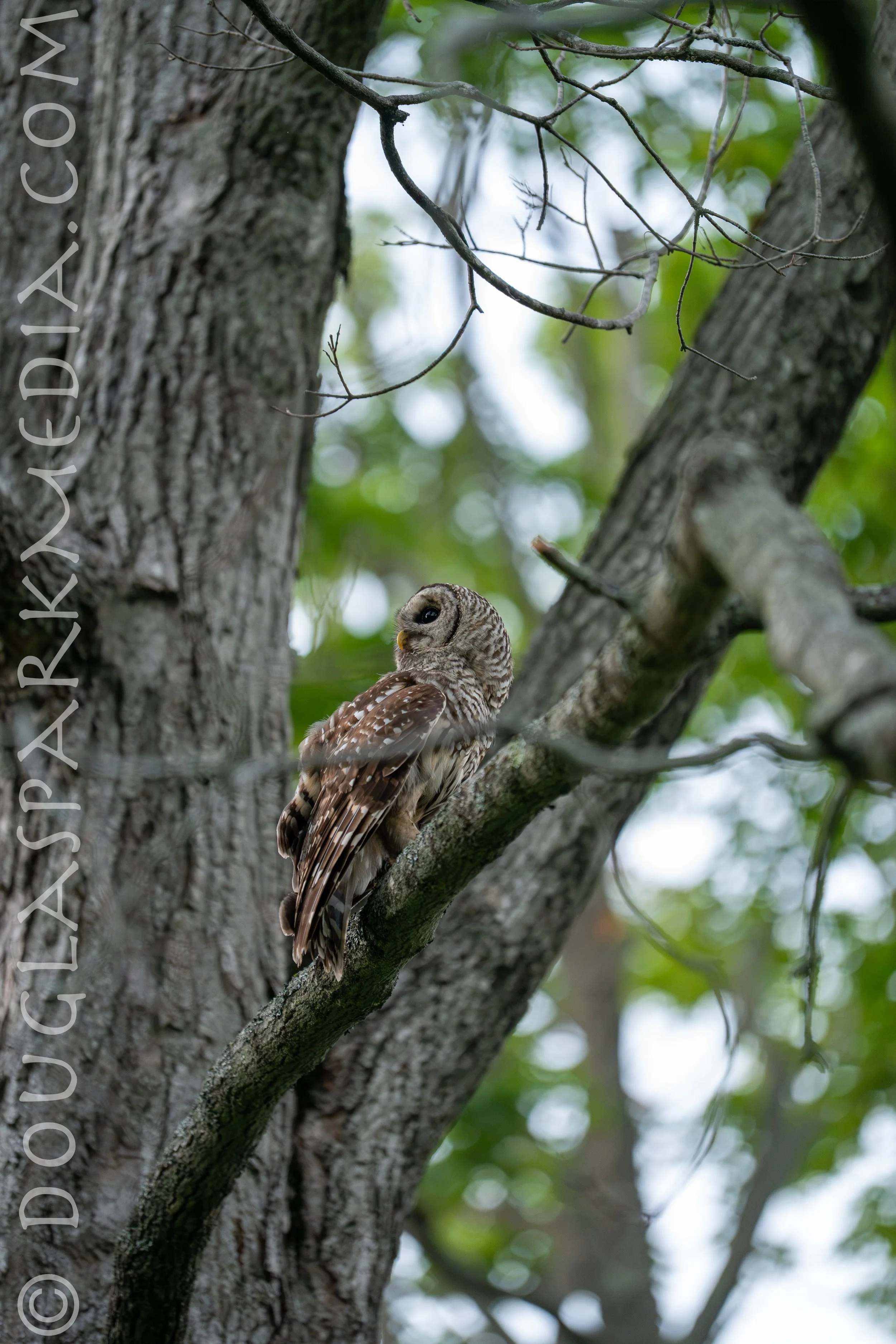 barred owl-19.jpg