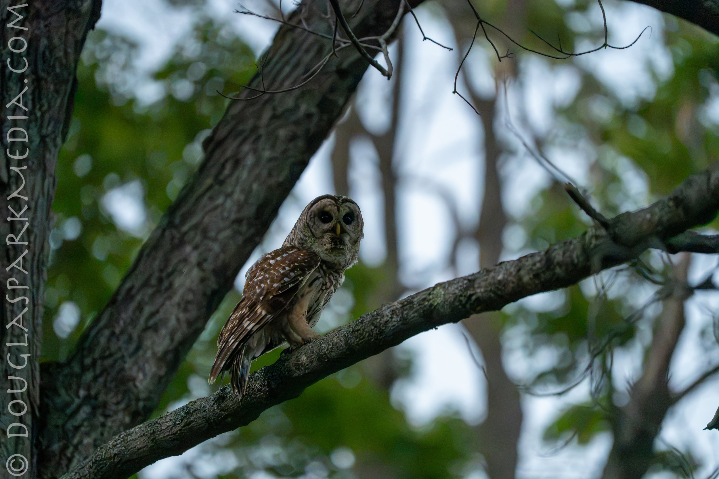 barred owl-20.jpg