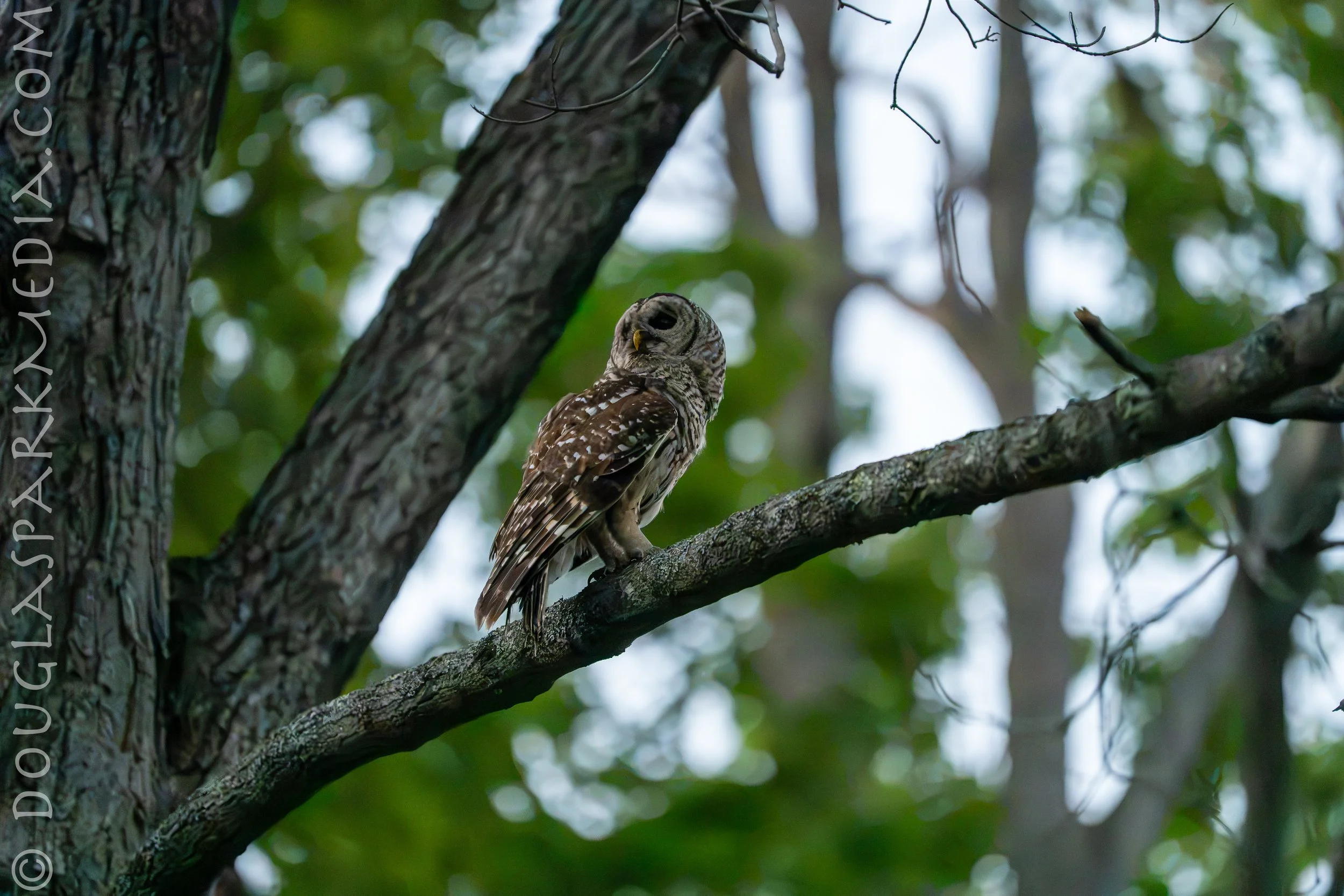 barred owl-21.jpg
