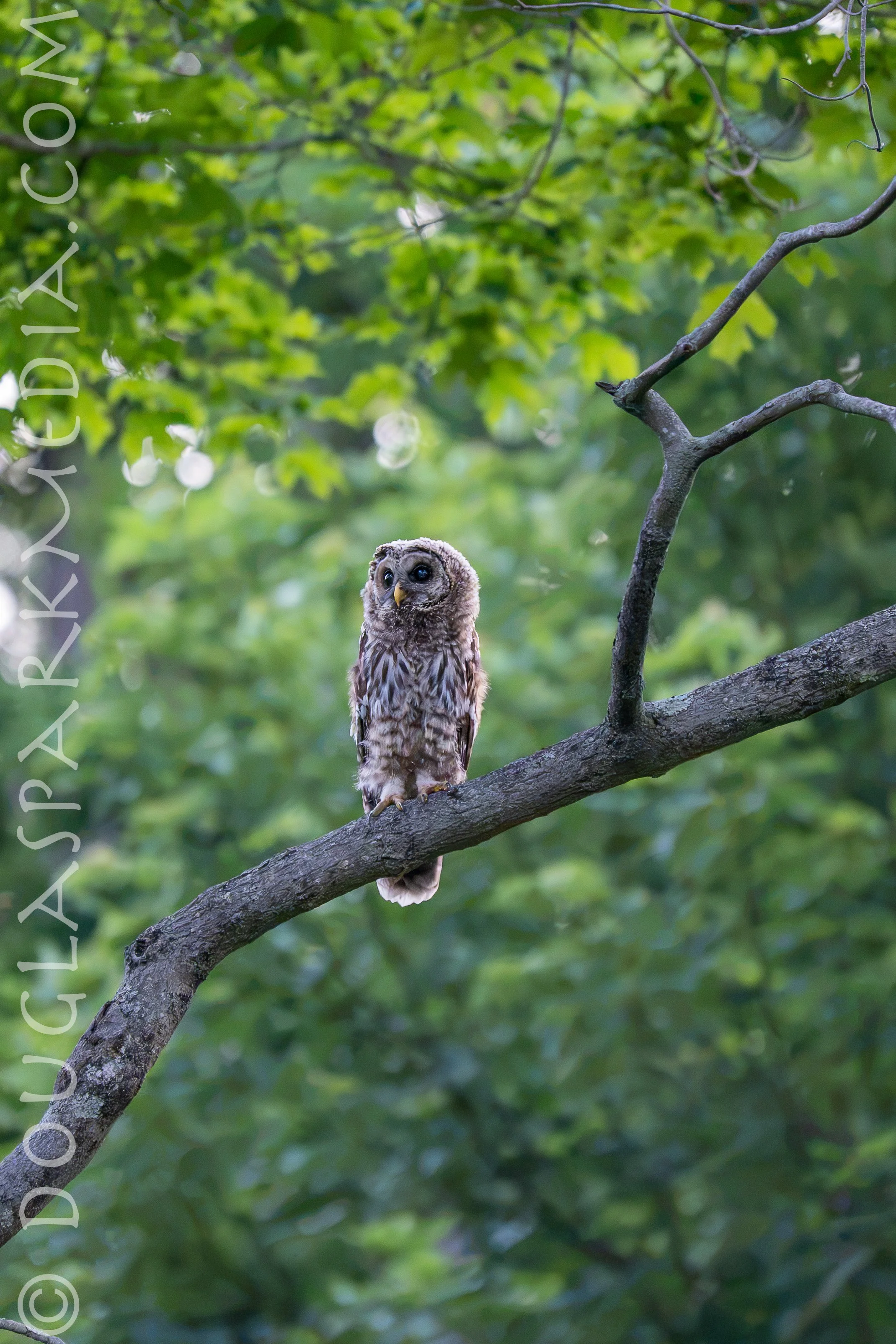 barred owl-23.jpg