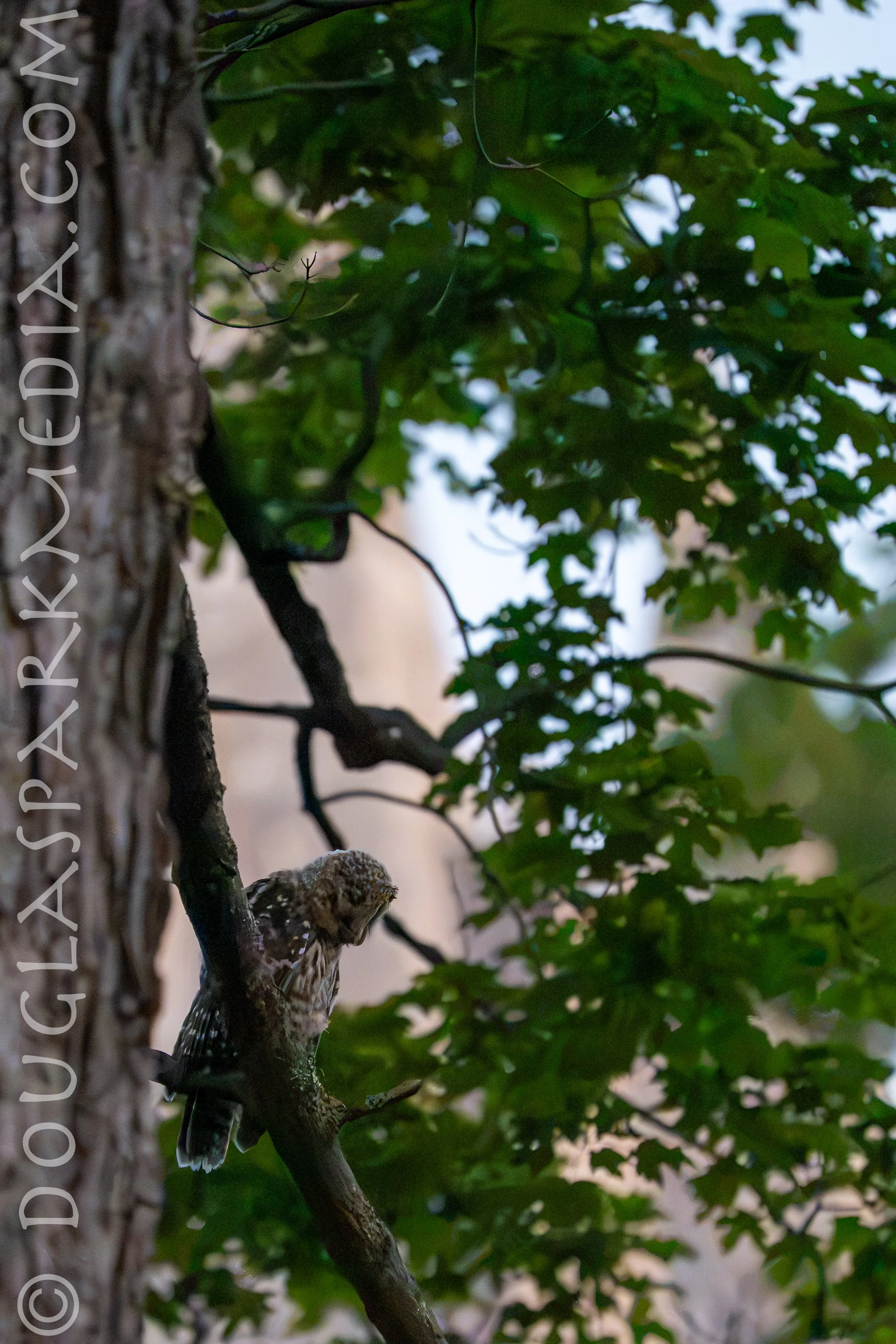 barred owl-24.jpg