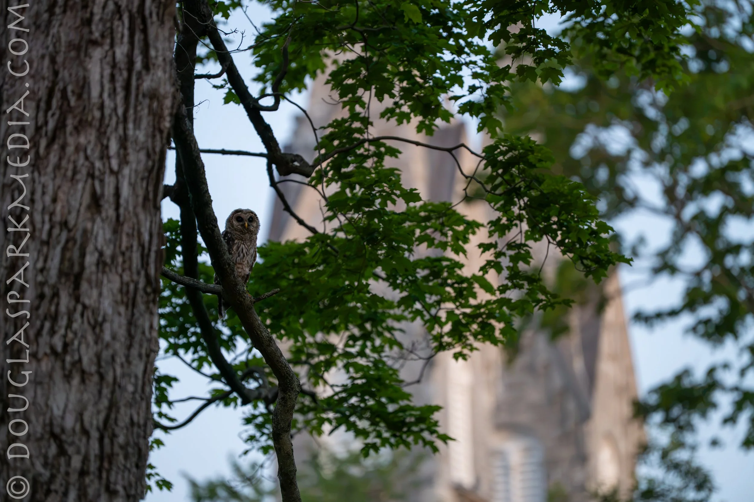 barred owl-25.jpg