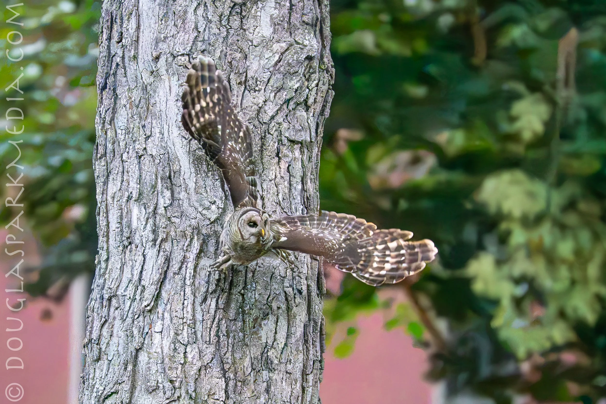 barred owl-6.jpg