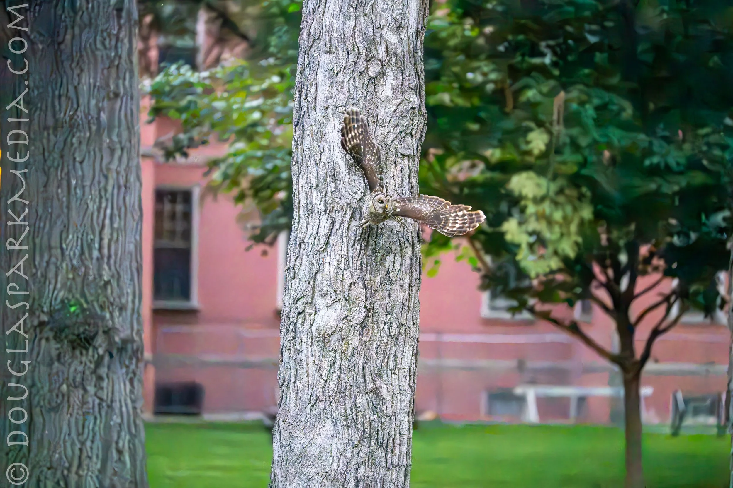 barred owl-5.jpg