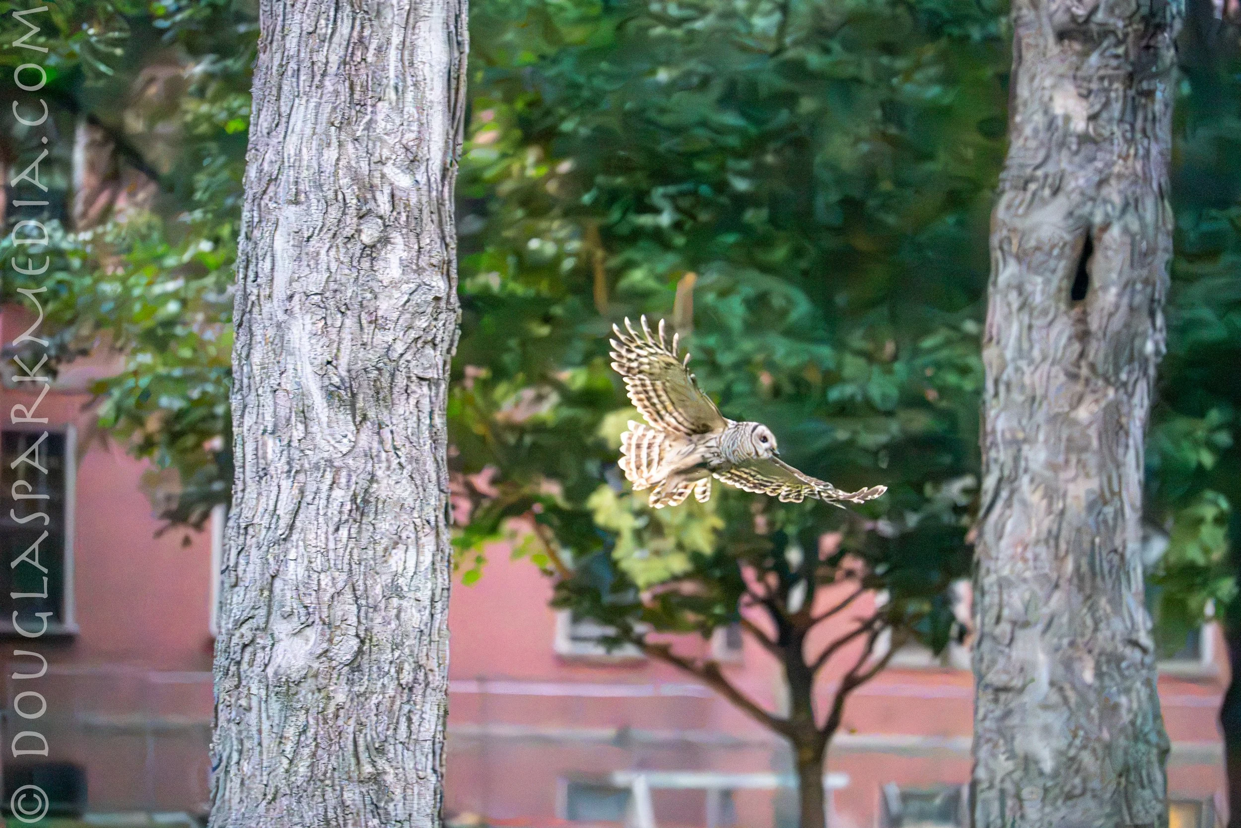 barred owl-8.jpg
