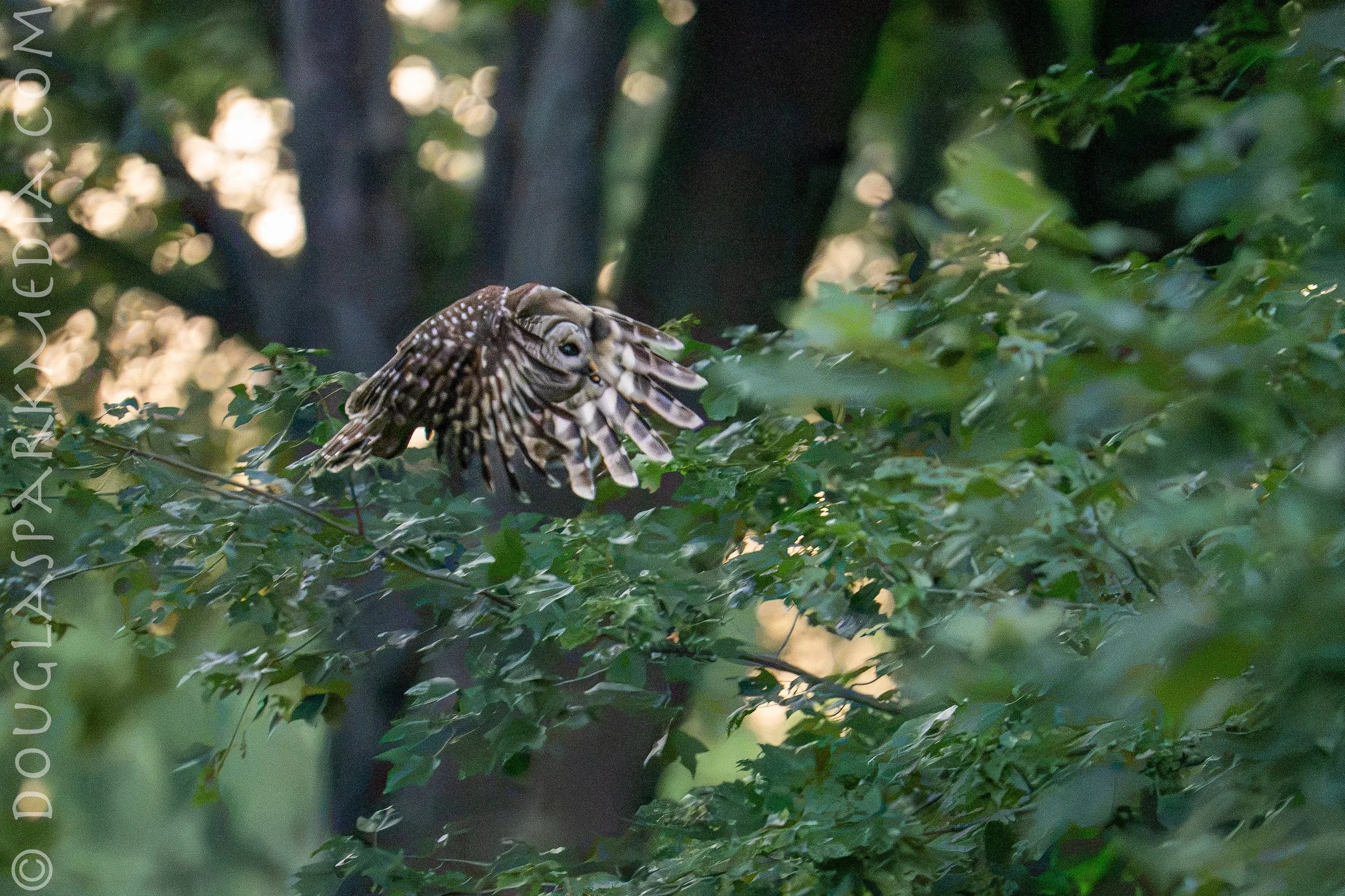 barred owl-10.jpg