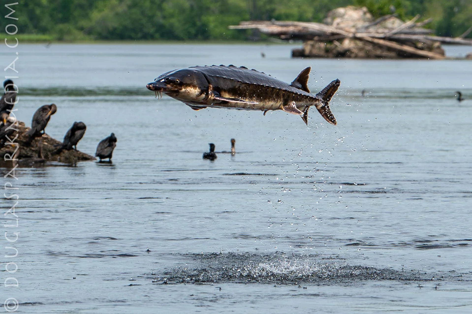 A short-nosed sturgeon breaks the surface of the water in the Androscoggin River in Brunswick, Maine in June 2026. Photo copyright Benet Pols of Douglas Park Media.