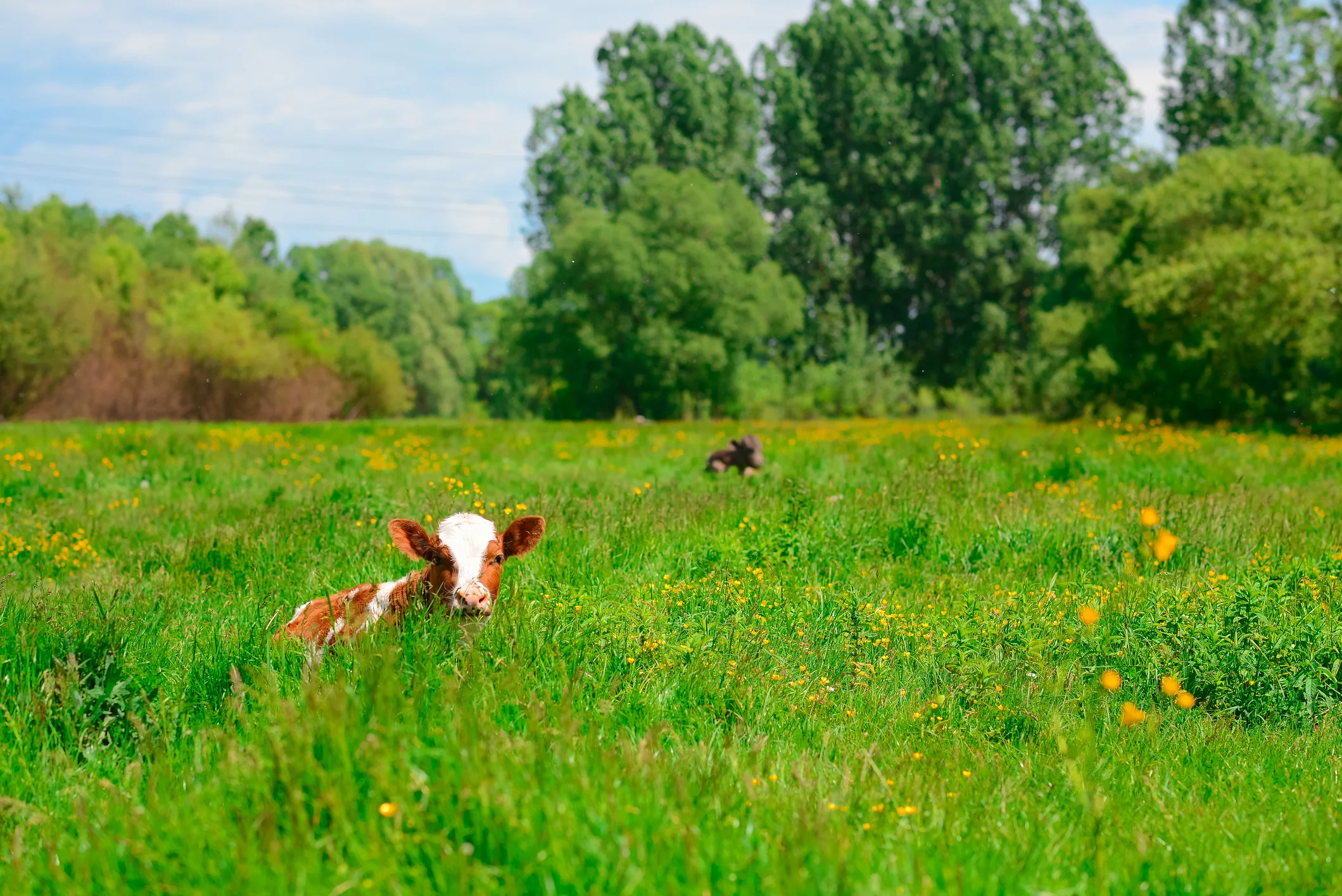 Photo by Sergii Kateryniuk/iStock / Getty Images