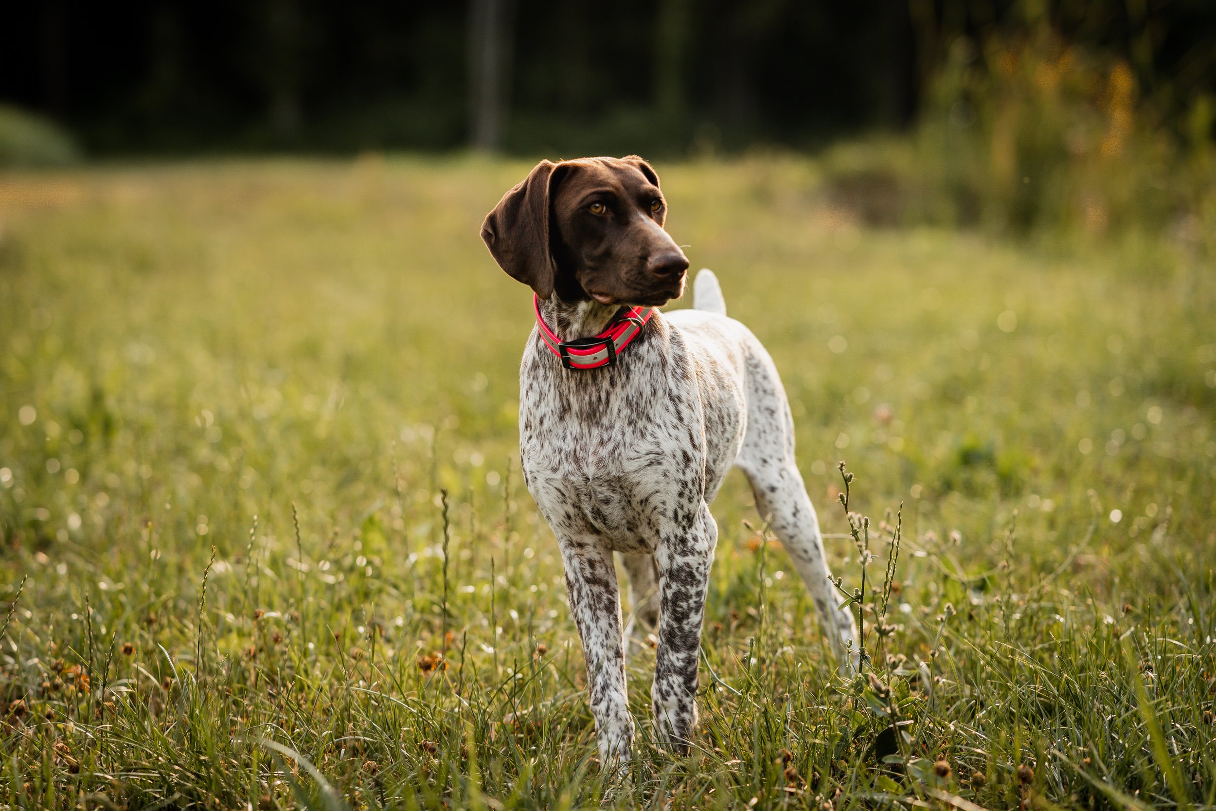 German Shorthaired Pointer (GSP) Dog Breed Information & Characteristics