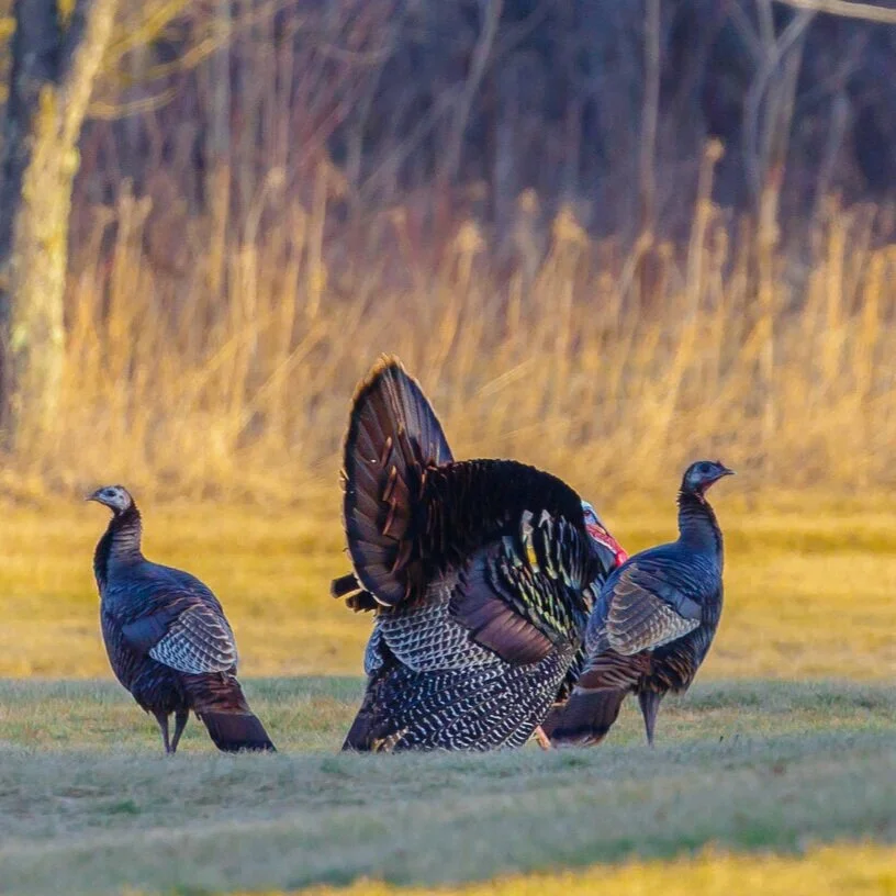Hunting for Tasty Wild Turkey Recipes?