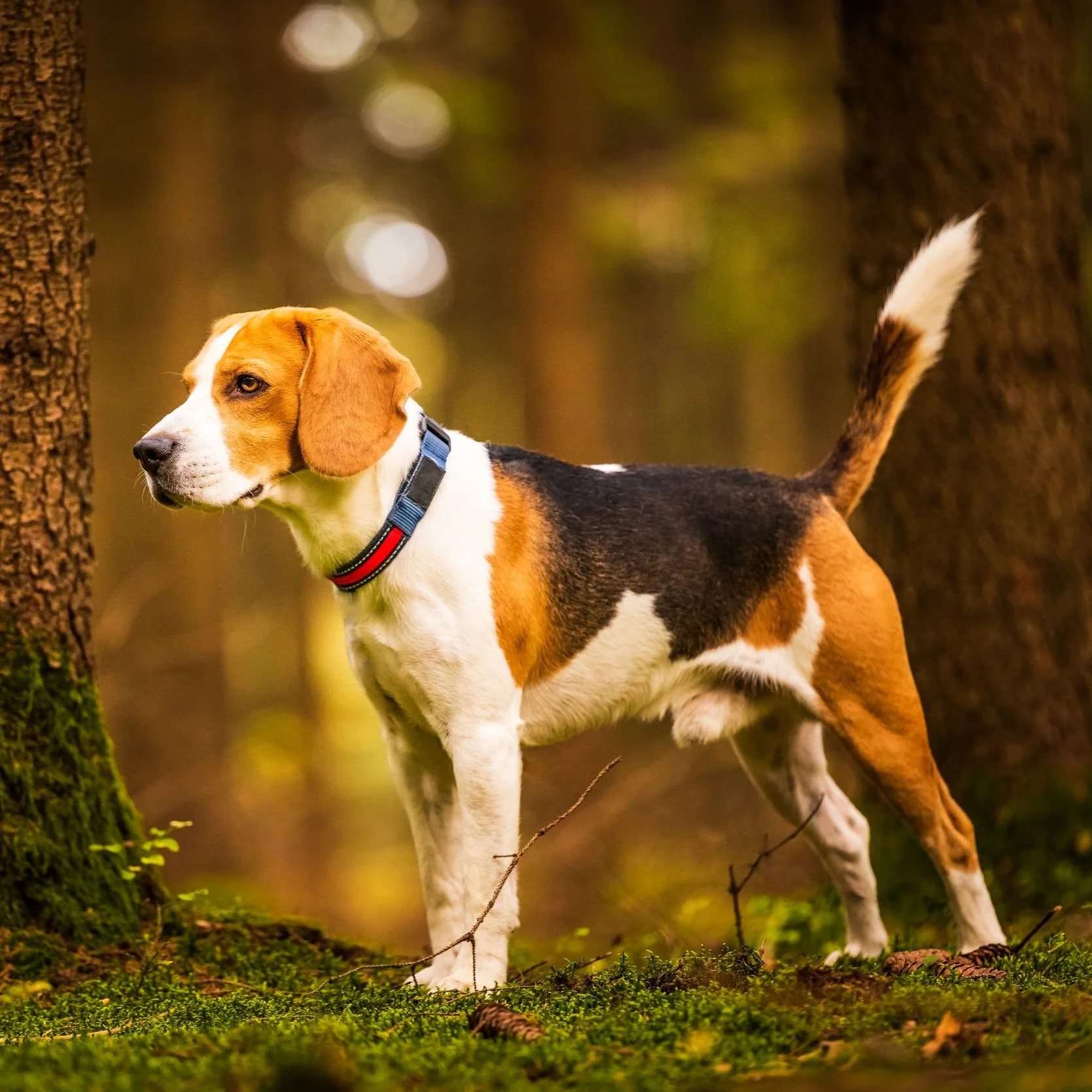 Dog Breed Highlight: Beagles