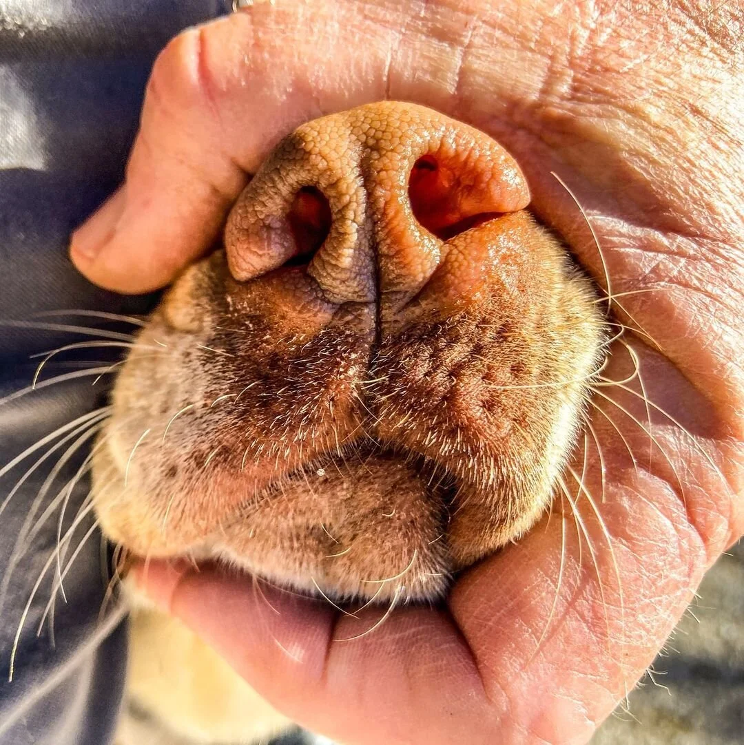 Where to Buy — Sportsman's Pride