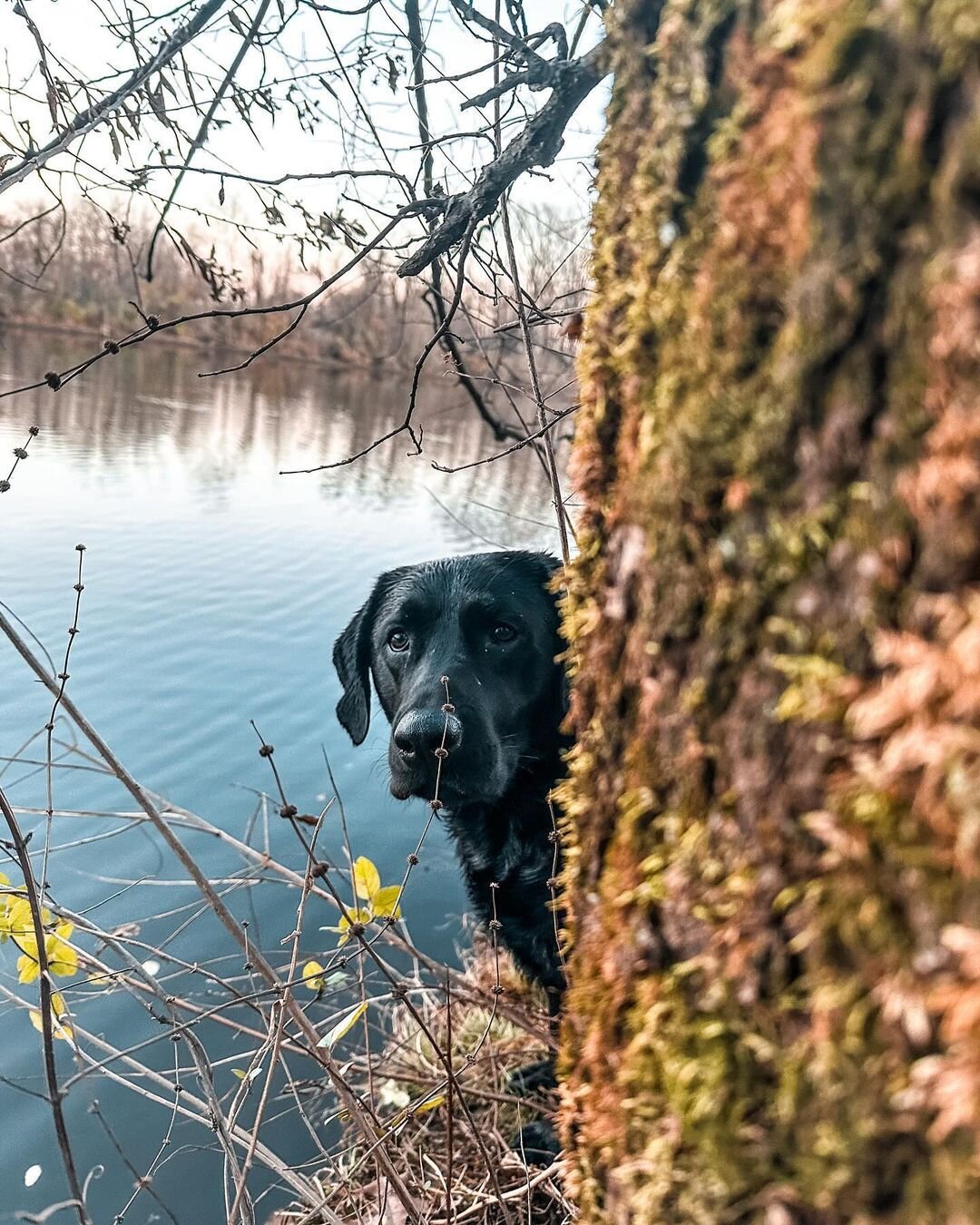 From our friends at @treatyoakwaterfowl...

&ldquo;dad&hellip;. I thought you said there was a limit here&rdquo; 😅 🐕

#SportsmansPride #FieldMaster #AreWeDoneYet