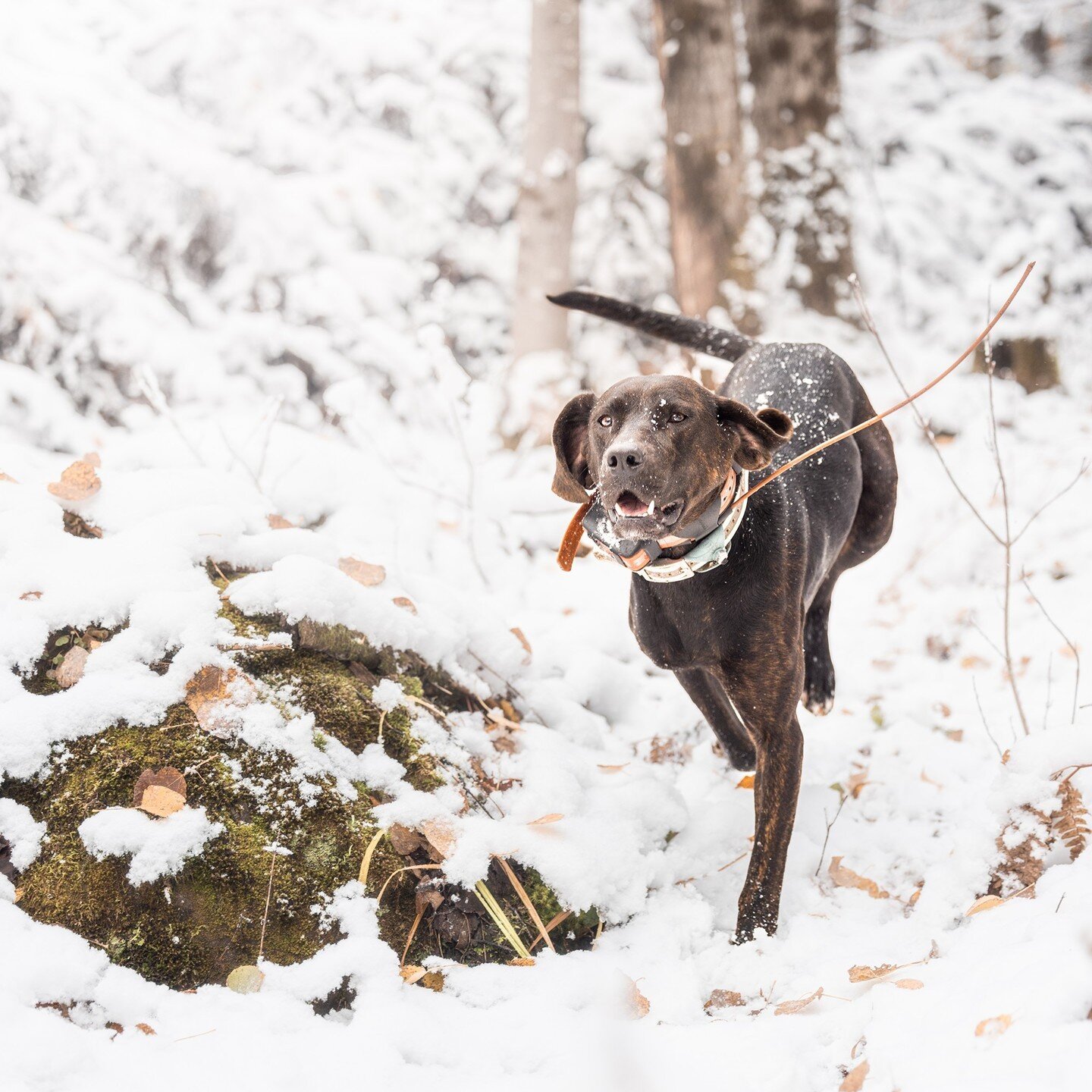 Snow can't slow down the thrill of the chase! How's your dog enjoy the weather where you live? 🌨️ 🐾

#SportsmansPride #FieldMaster #HillsAndHounds