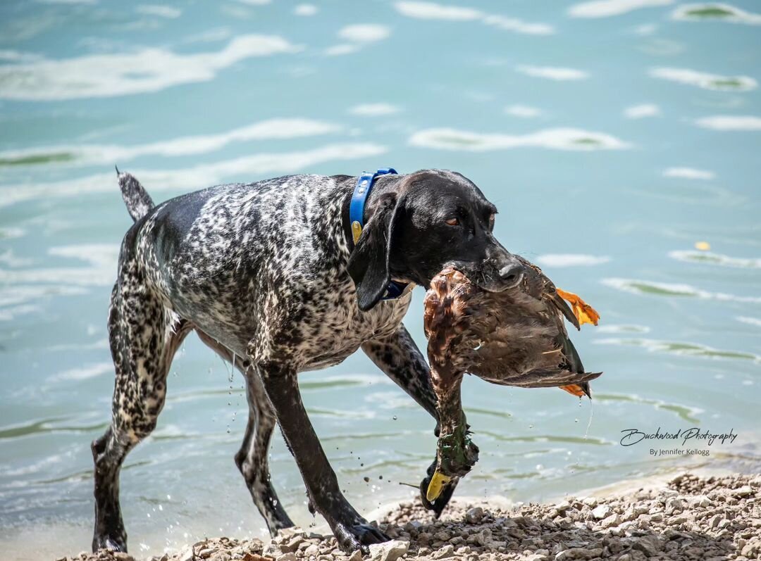 &quot;The blind retrieve and honor at the blind sequence during the NAVHDA invitational. Not an easy task, but proud moments for the ones who passed! Congrats!&quot; There's a lot of trust that a dog has for his hunting pal when attempting a blind re