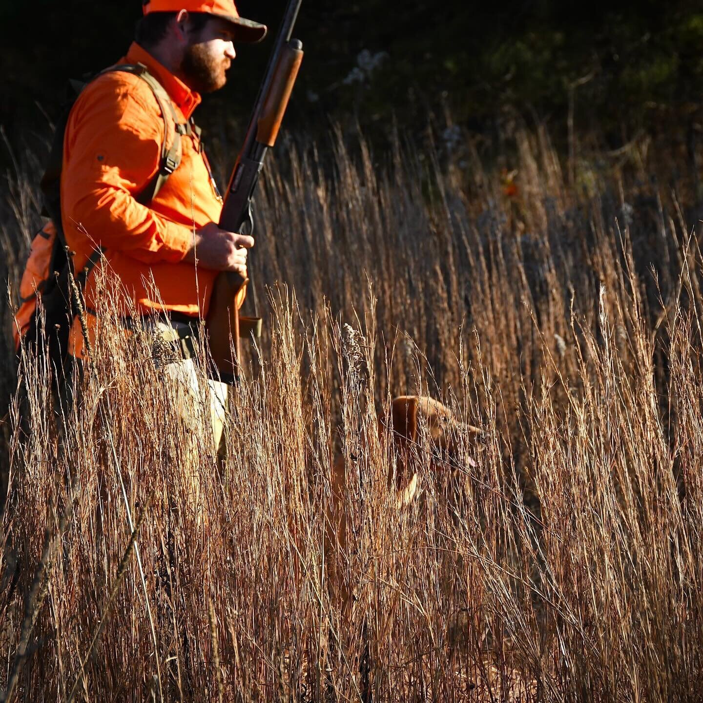 &quot;Good boy, Grouse&quot; - @mossyoakkennels 

How long did it take you to spot the dog? 🐕 🐾