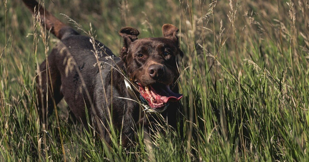 Hick, one of our favorite dogs, lookin' fit and happy in the field! Show us your happy dog! 🐾 🐕 

#SportsmansPride #FieldMaster #HappyDogs