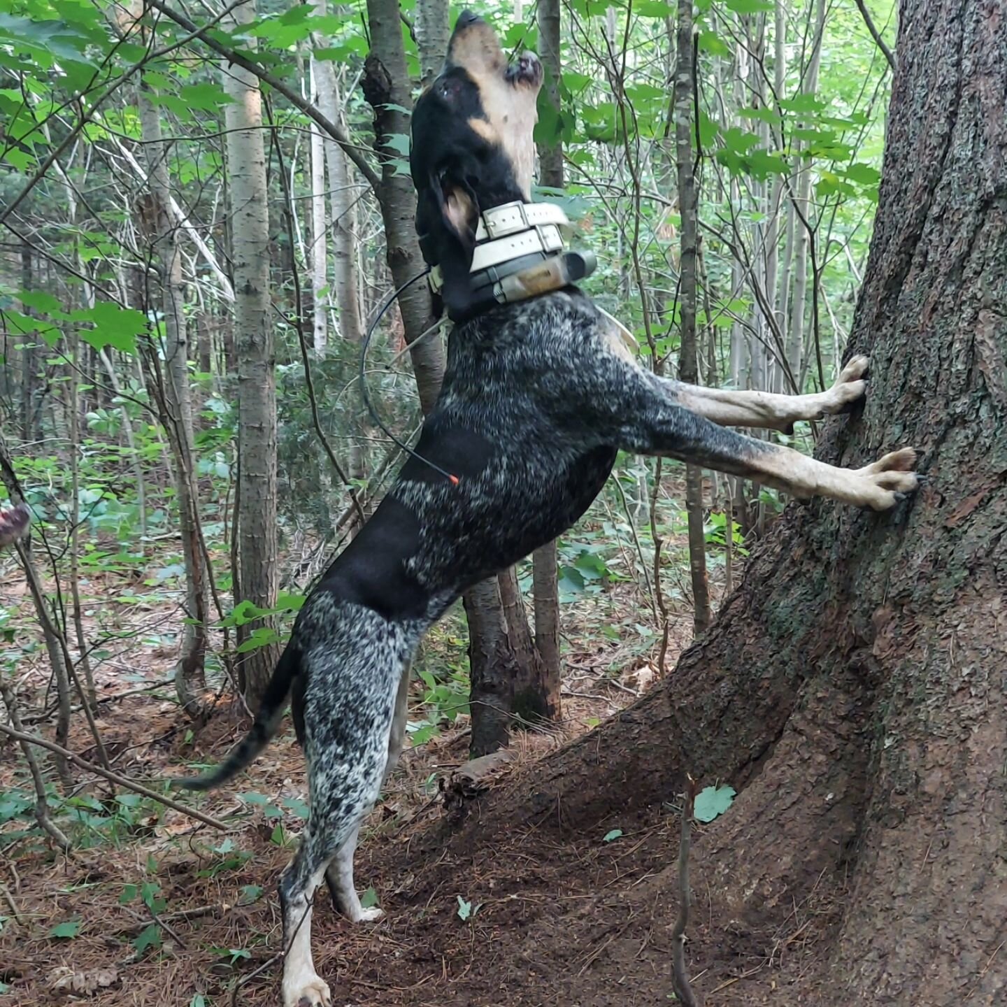 From our Ambassador, @baysidekennelswi. &quot;Get you a dog that can do both!&quot;

#SportsmansPride #FieldMaster #DogSports