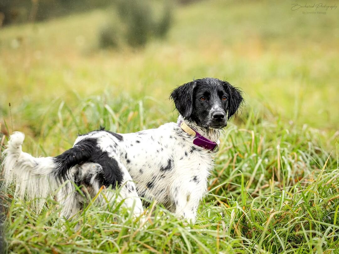 Another beautiful photo provided by the very talented @buckwoodphotography. Check their page out to see great photos of even greater dogs! 🐾 📷 

#SportsmansPride #FieldMaster #DogPhotography