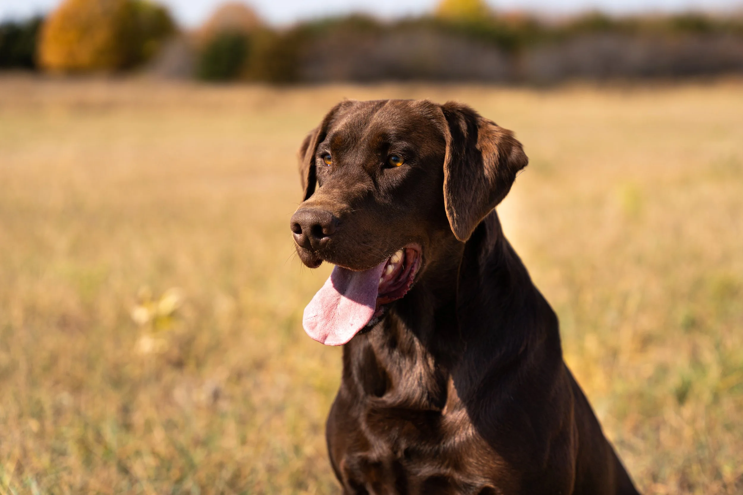 Dog Breed Highlight: Labrador Retriever