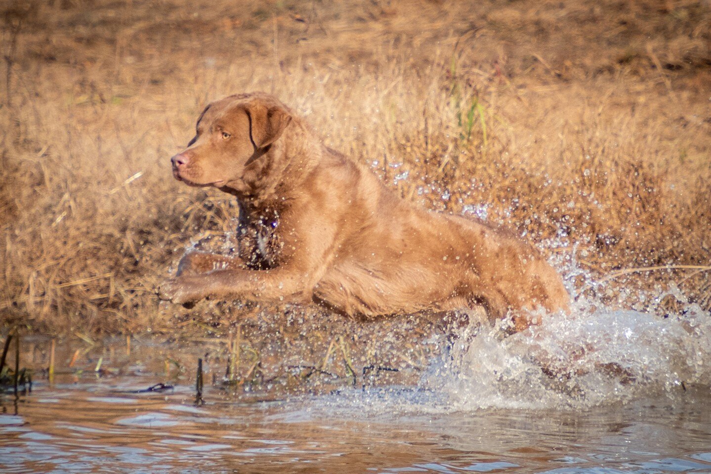 Take a leap, and try something new on this Leap Day! It only comes around once every four years! 

#SportsmansPride #FieldMaster #LeapDay