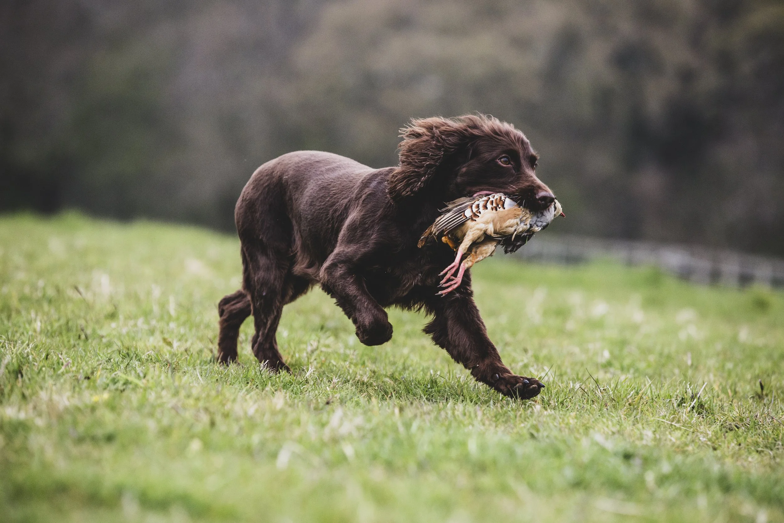 Best Hunting Dog Breeds: Find Your Perfect Companion