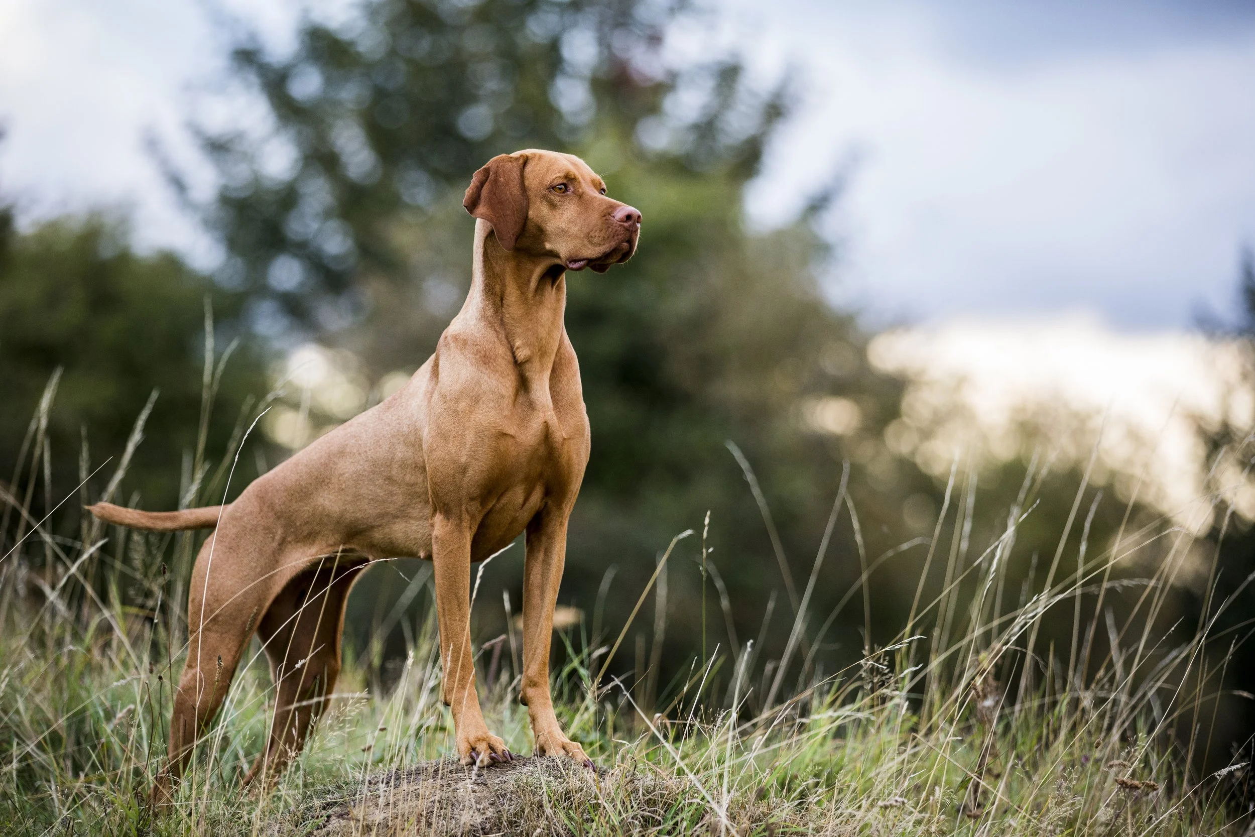 Dog Breed Highlight: Vizsla