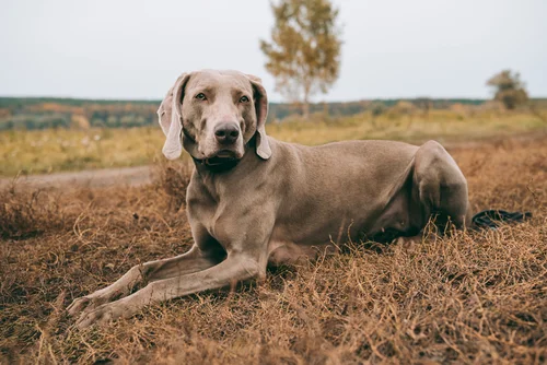 Gray Colored Dog Breeds: Discover Stunning Varieties