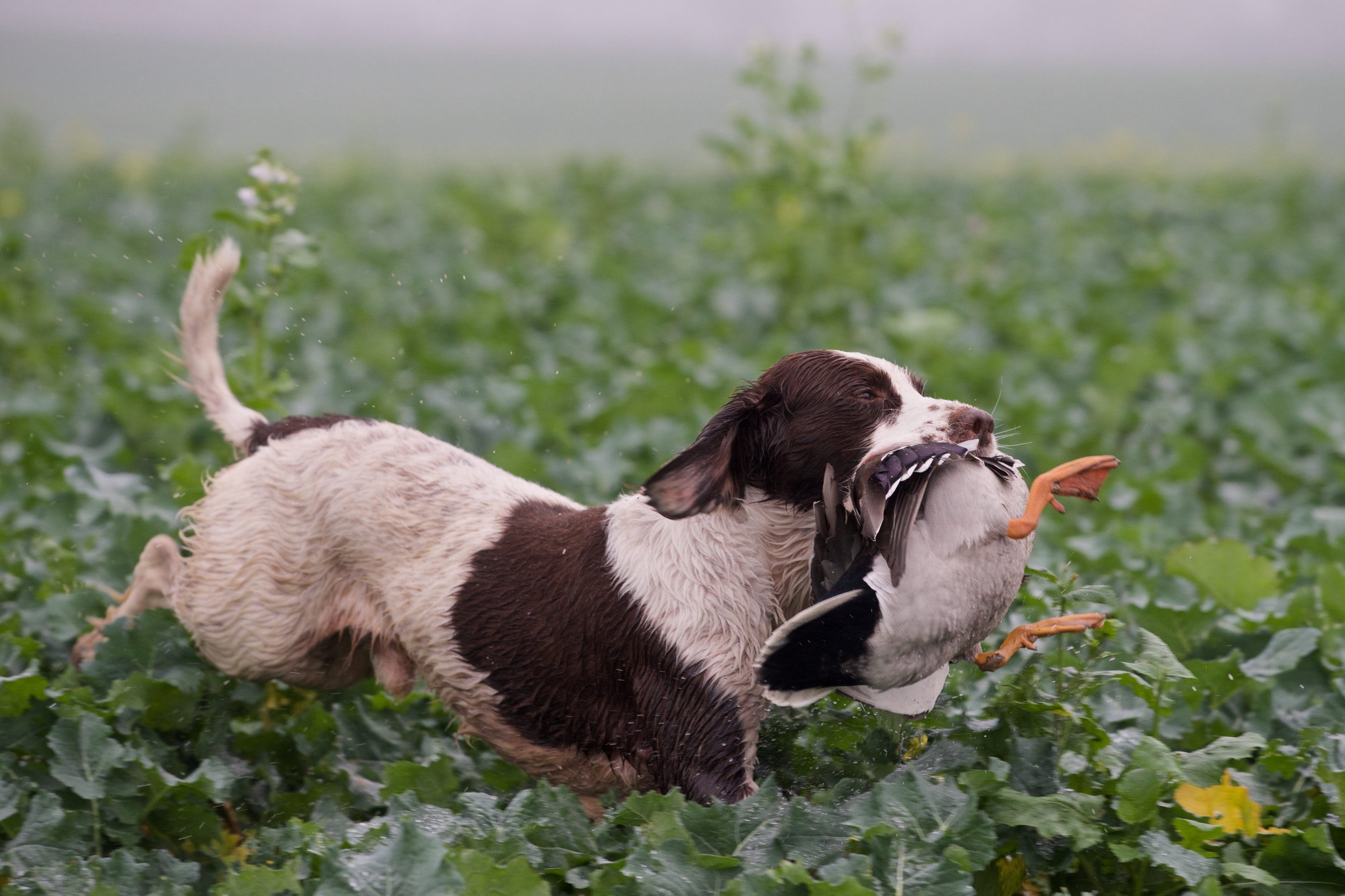 Common Mistakes to Avoid When Hunting with Dogs