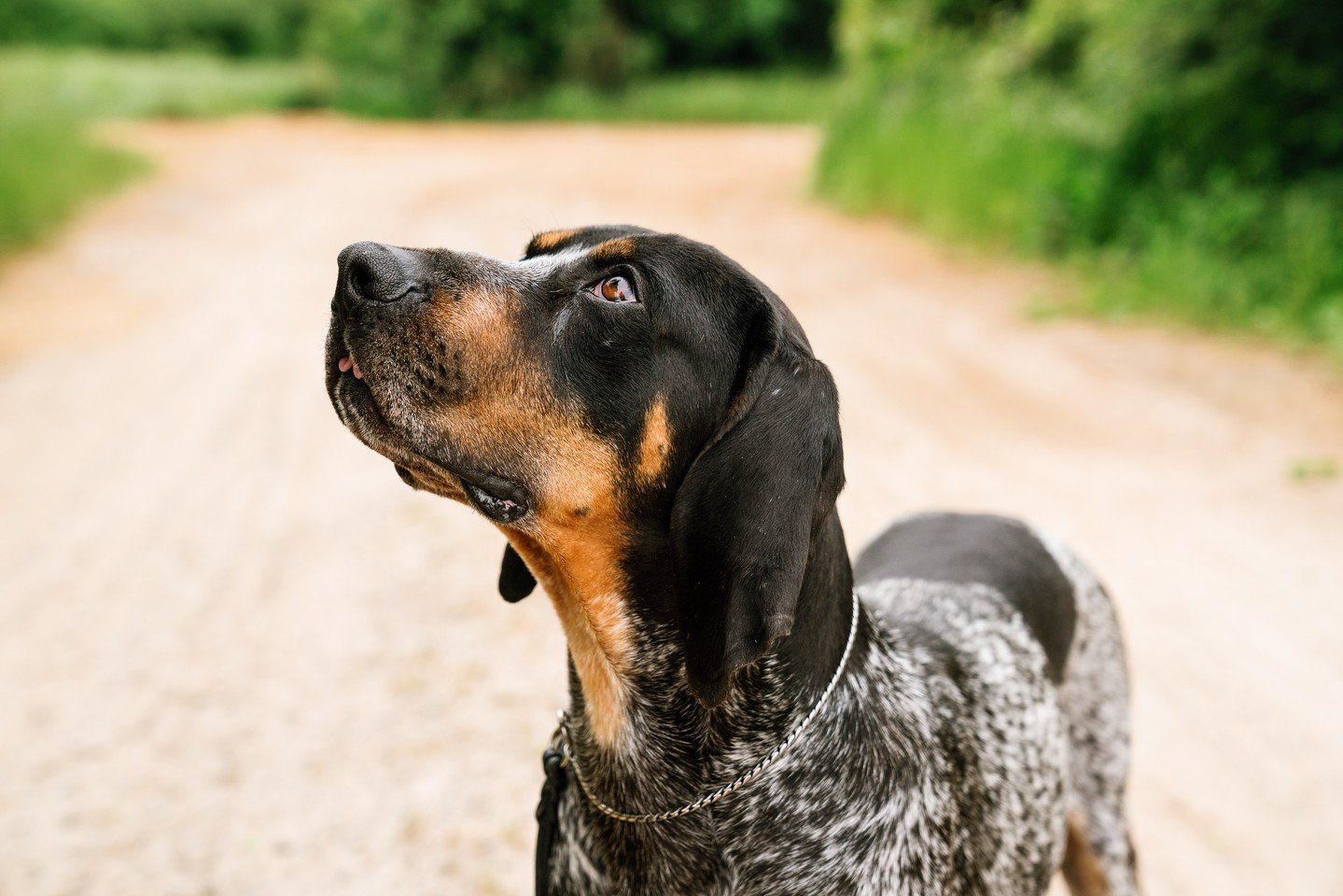 Always watching. Always ready 🐾

There&rsquo;s something about a working dog&rsquo;s focus&mdash;calm, steady, and locked in on what&rsquo;s next.

#SportsmansPride #FieldMaster #EagleEye