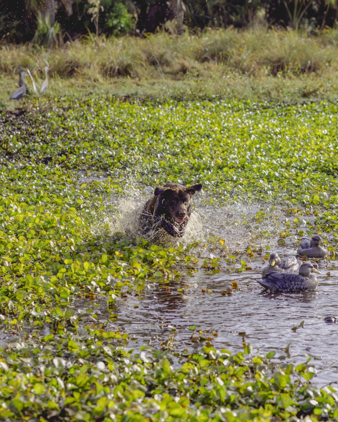No hesitation. No wasted motion. Just drive 💦

Whether it&rsquo;s a downed duck or a bumper, a champ always hits the water like they were born for it 🔥 

#SportsmansPride #FieldMaster #WaterWorks