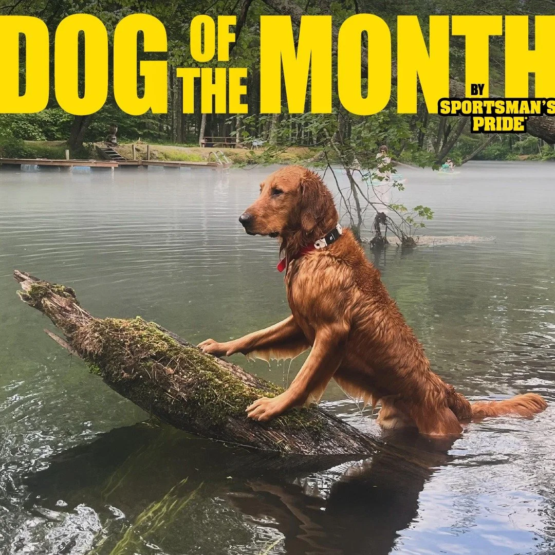 Congratulations to Harlow for being Sportsman's Pride's Dog of the Month! 👏 Thank you @harlow_thegolden_ for sharing the photo!

Does your dog have what it takes to be the next #SportsmansPrideDog?
Post a picture of your dog using #SportsmansPrideDo