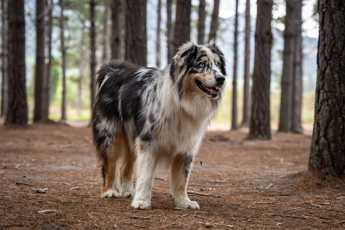 Australian Shepherds are known for their merle coats and expressive eyes, but there's more to this herding breed than meets the eye 🐶 

Check out our latest blog at the link in bio to learn more about the history and characteristics of Aussies!

#Sp