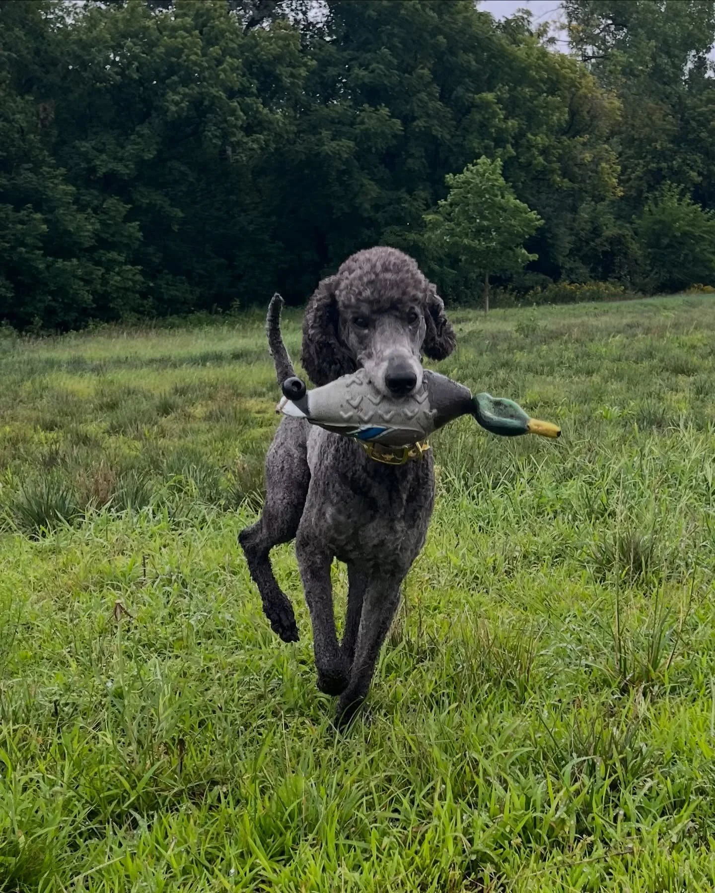 Your dog doesn't have to be a retriever to be a champ at retrieving 🦆 🐩 

📷 : @servicedog626

#SportsmansPride #FieldMaster #DuckDuckPoodle