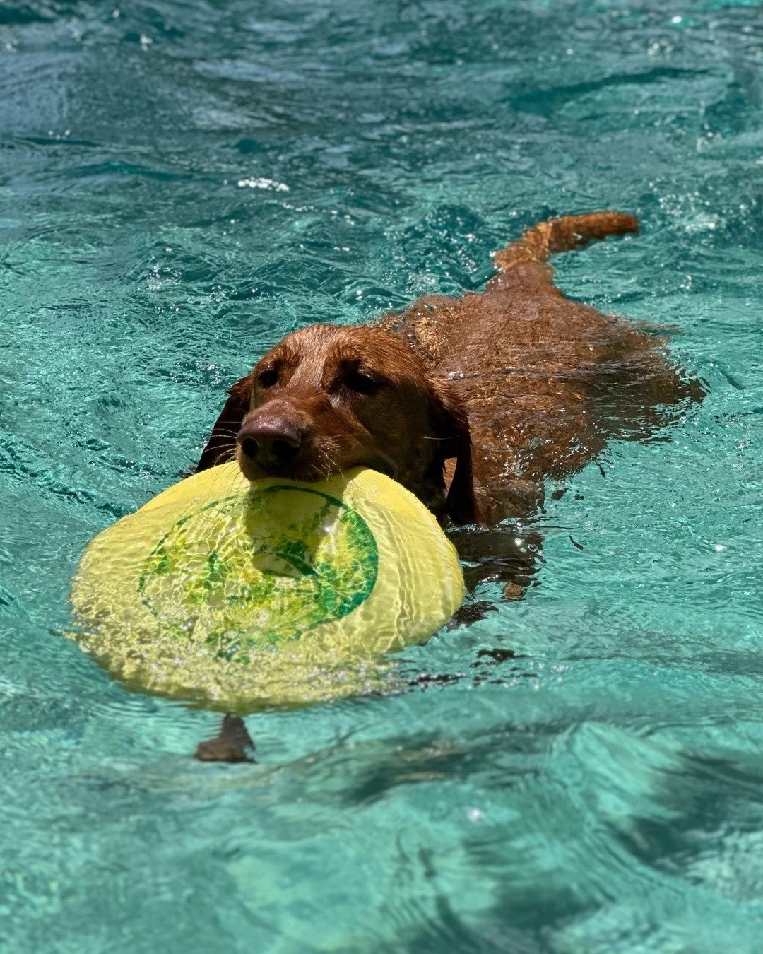 Has your dog tried Dock Diving? 🐕 The first step is getting comfortable in the water 🌊 The next step is bringing home the gold 🥇 

📷 : @marsservicedog

#SportsmansPride #FieldMaster #SummerSwim
