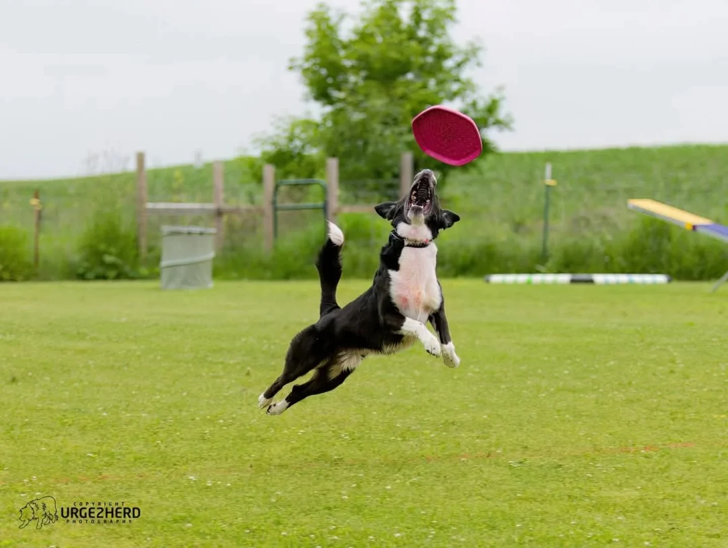 There's nothing better than watching a dog do what they do best 🥏 

📷 : @oldladyandthekidz / @urge2herd

#SportsmansPride #FieldMaster #ChampionAtPlay