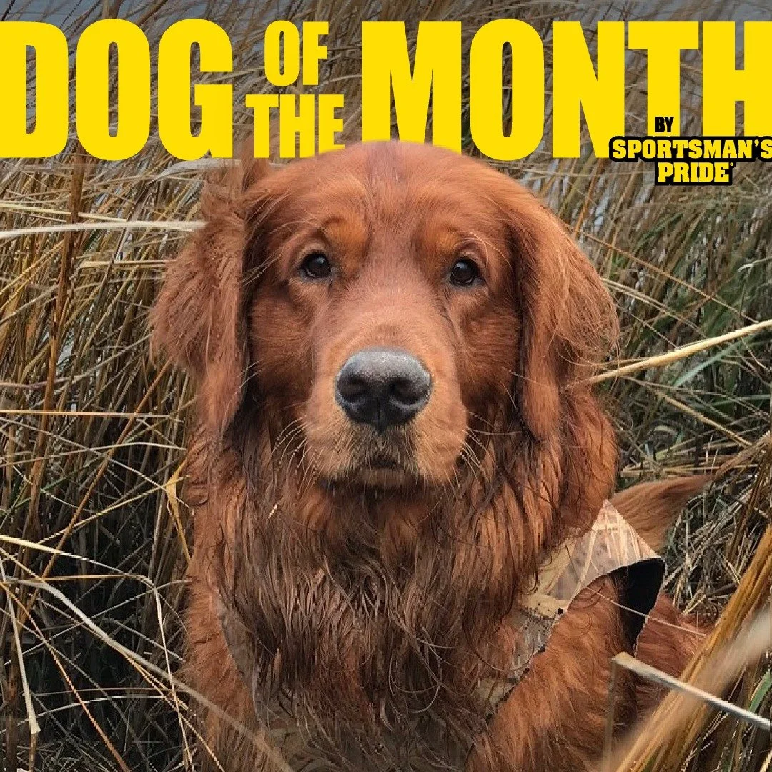 Congratulations to Blue for being Sportsman's Pride's Dog of the Month! 👏 Thank you @bluethebigredgolden for sharing the photo!

Does your dog have what it takes to be the next #SportsmansPrideDog?
Post a picture of your dog using #SportsmansPrideDo