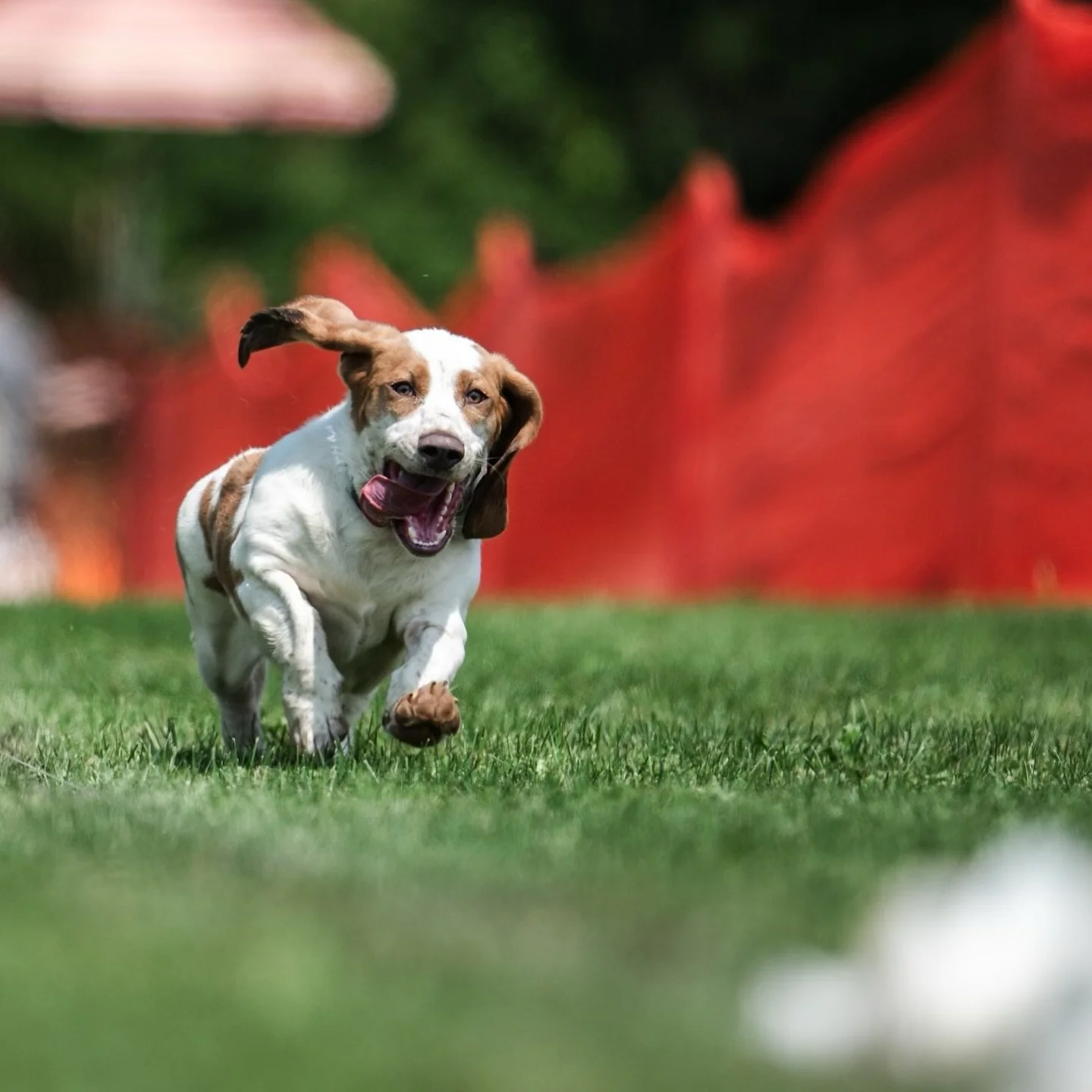 Cricket is a true champ from the starting line to the finish 🥇 

📸: essjay_photo / @hifromhazel 

#SportsmansPride #FieldMaster #SmallButMighty