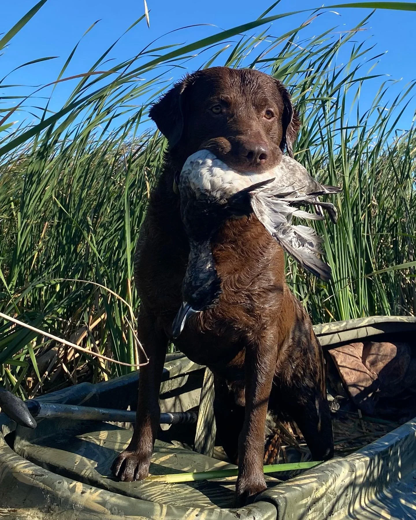 No better days than the ones spent in the blind with your best friend 🐶 

📸 : @american_water_fowler

#SportsmansPride #FieldMaster #InTheBag