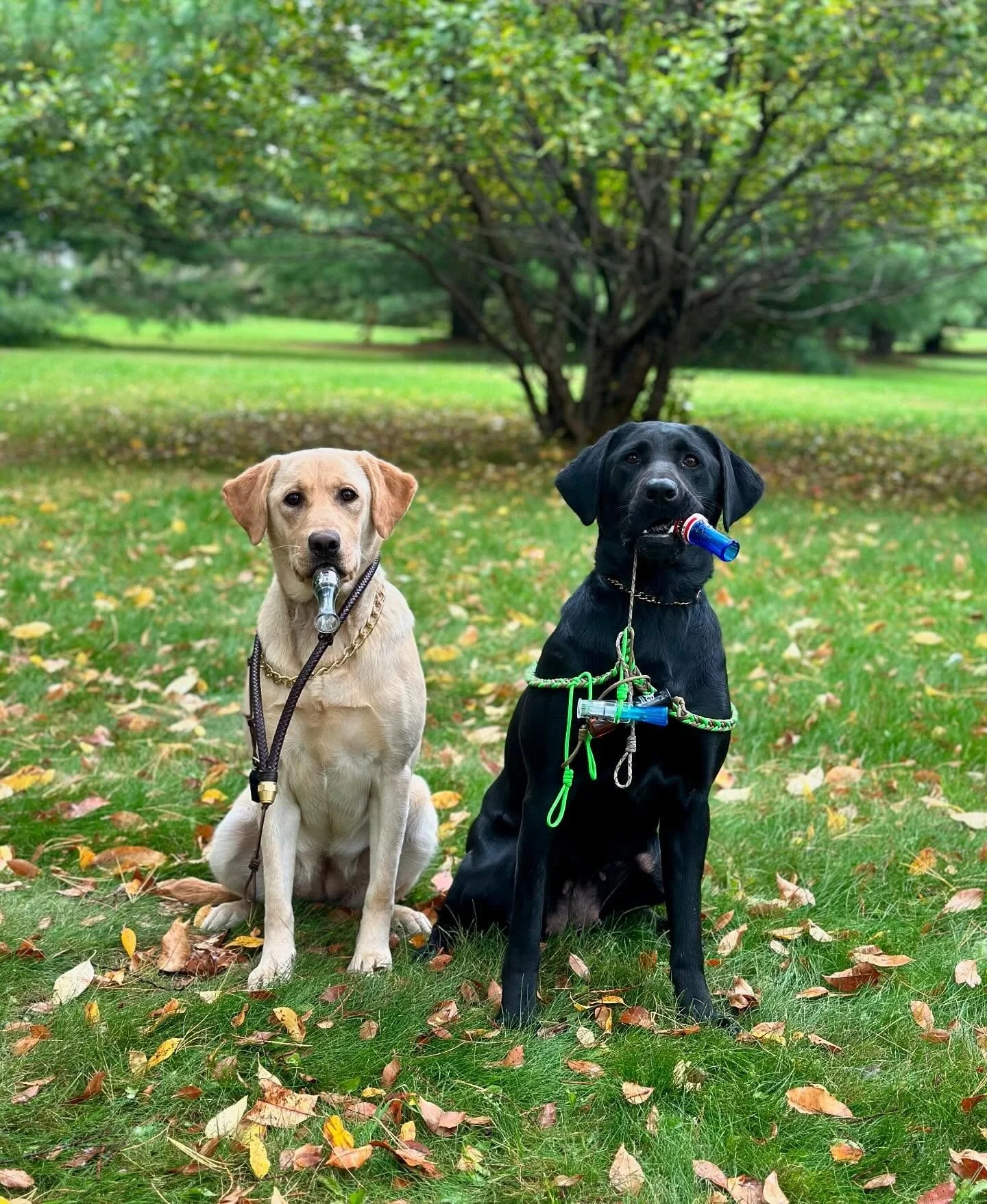 Happy National Dog Day to all of the amazing partners who work hard and keep our lives filled with action and adventure 🐕  Tell us about your dog in the comments! 

📸 : @mckenna.marko

#SportsmansPride #FieldMaster #NationalDogDay