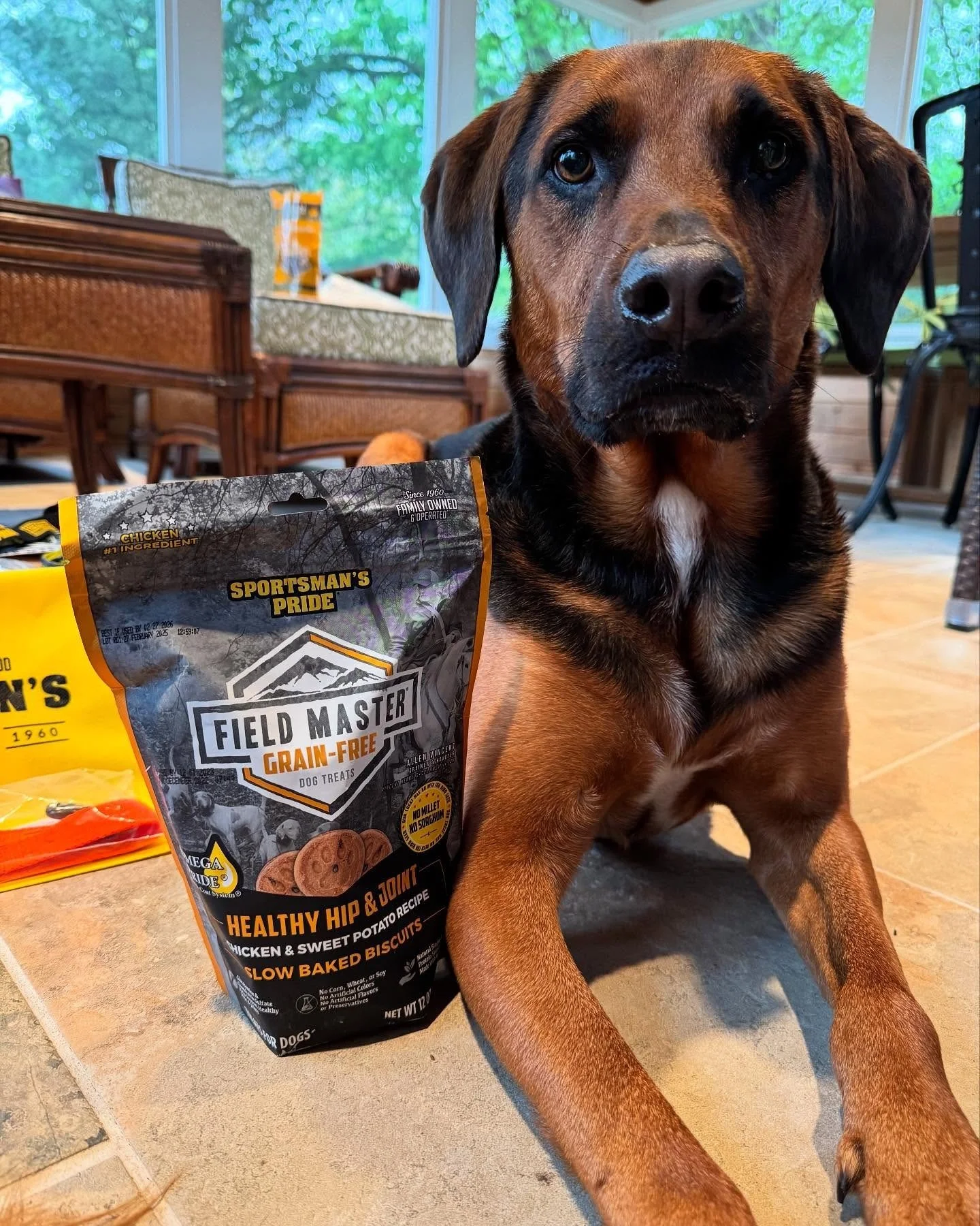Our Field Master Grain Free Dog Treats are crafted with the main protein as the first ingredient to keep your partner fueled for days at home or in the field!

Grab your bag in stores or at the link!

📷 : @adventure.tailss